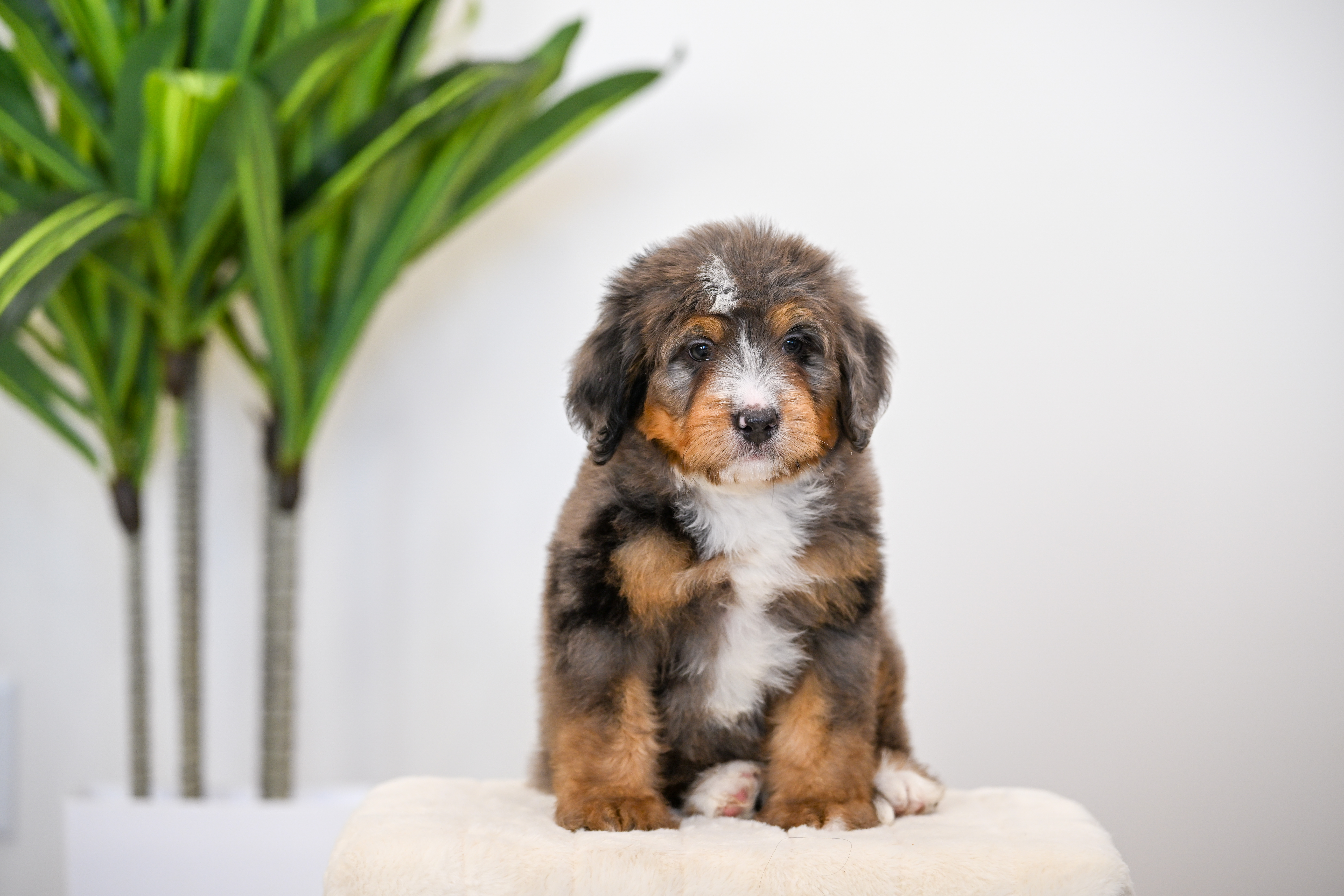 Frito, Merle Tri Colored, boy, Mini Bernedoodle, puppy at Down Home Doodle