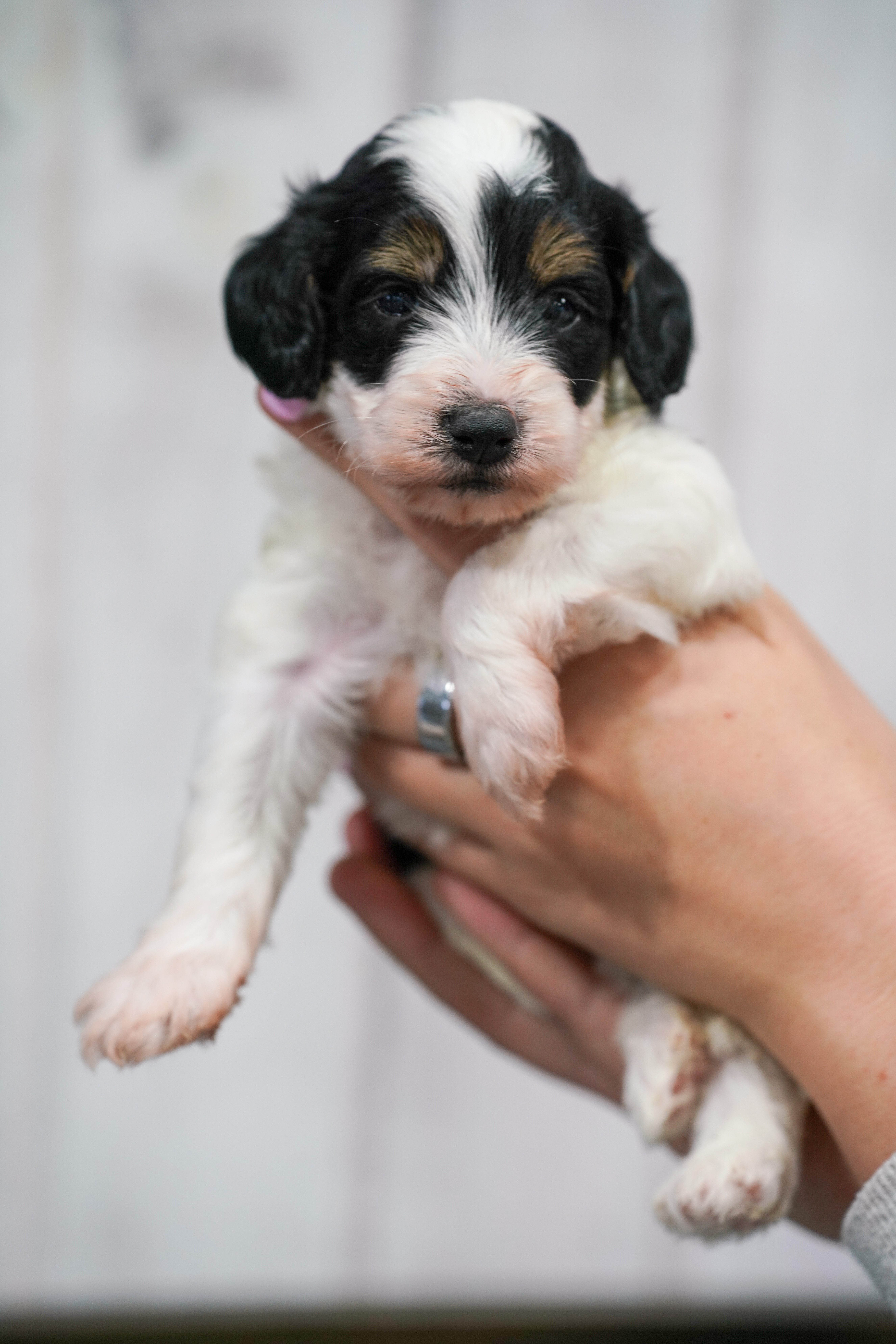 Roku, Tri Parti, boy, Micro Bernedoodle, puppy at Down Home Doodle