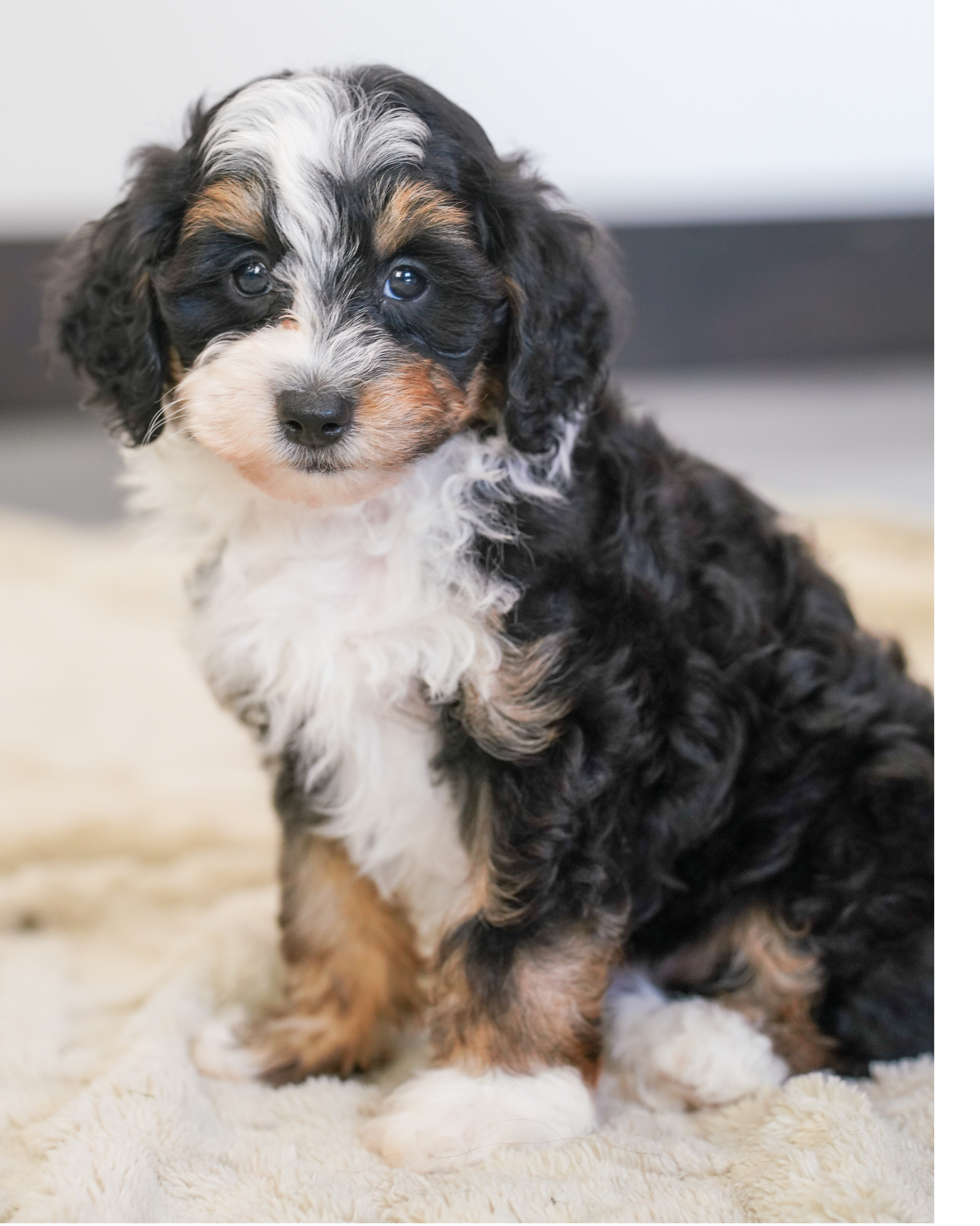 Beau, Tri Colored, boy, Micro Bernedoodle, puppy at Down Home Doodle