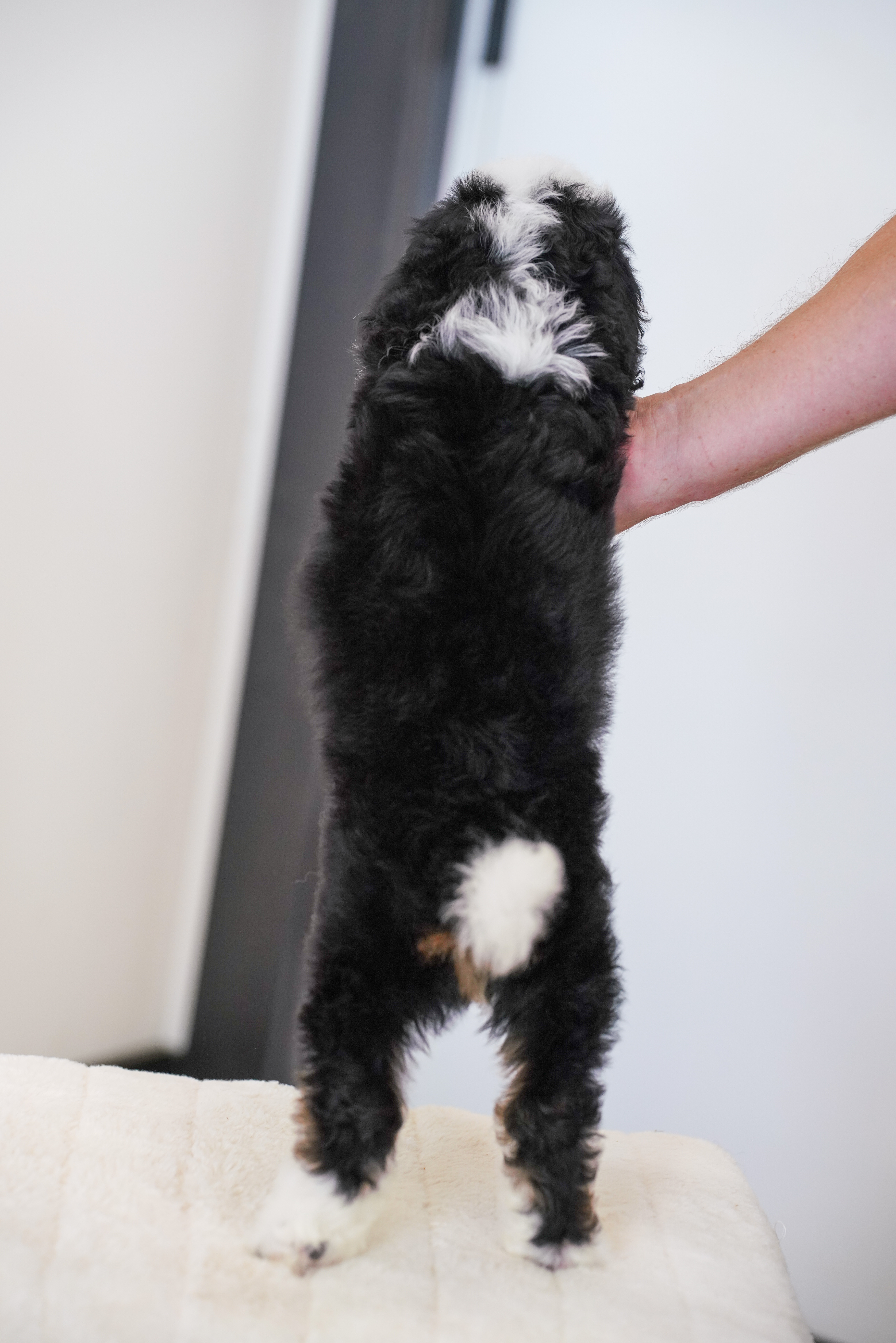 Bunny, Tri Colored, girl, Mini Bernedoodle, puppy at Down Home Doodle