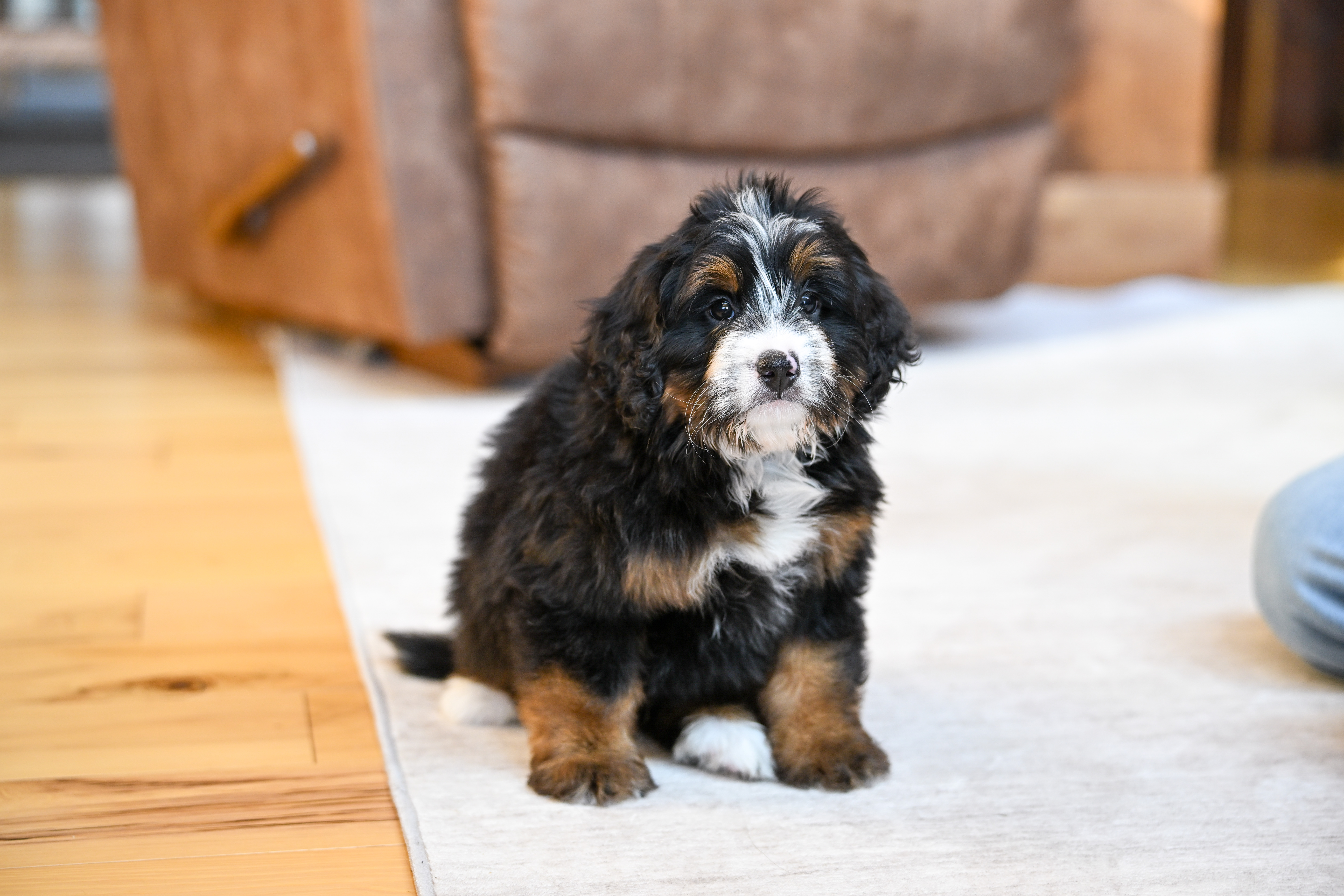 Flynn, Tri Colored, boy, Mini Bernedoodle, puppy at Down Home Doodle