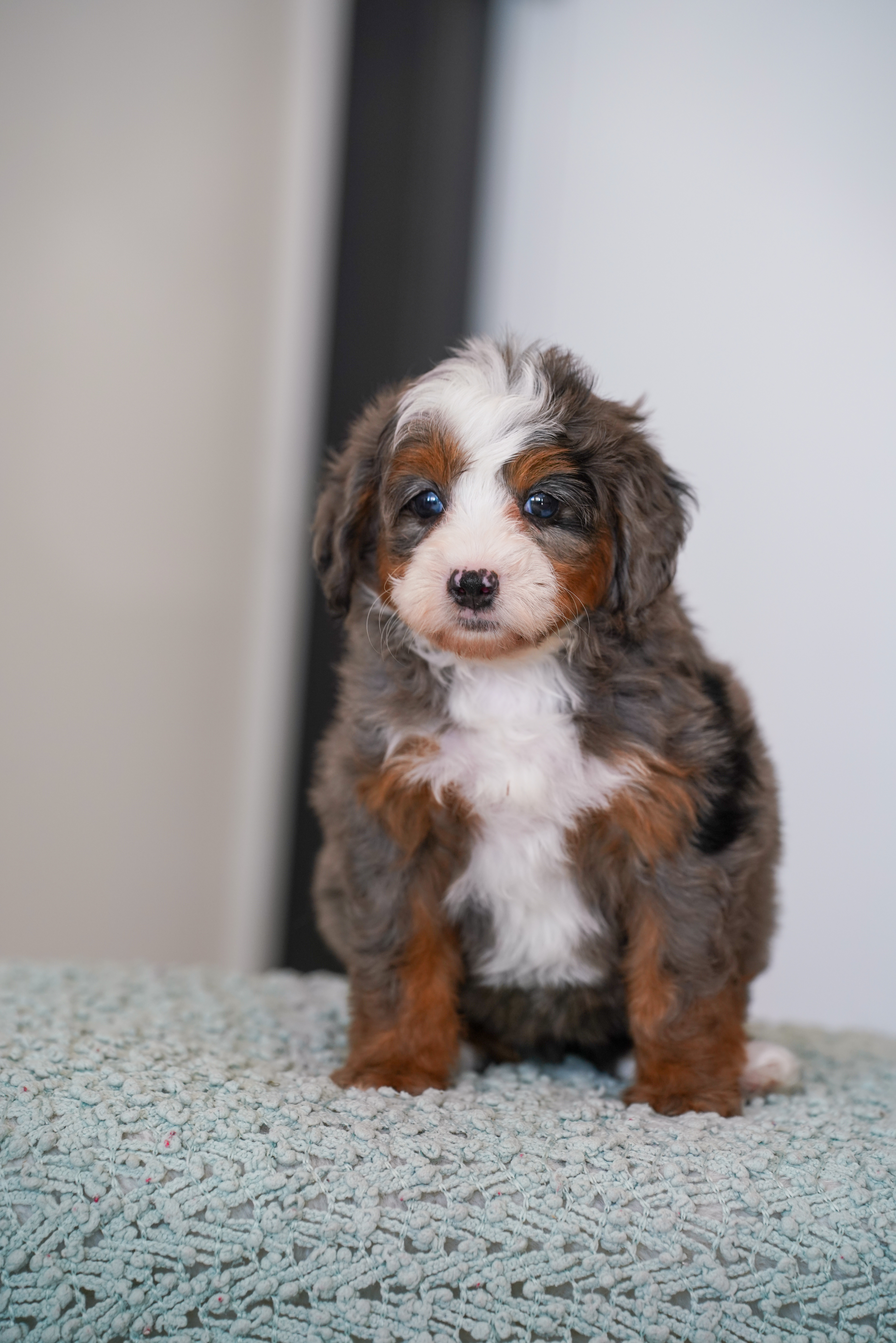 Beverly, Merle Tri Colored, girl, Mini Bernedoodle, puppy at Down Home Doodle