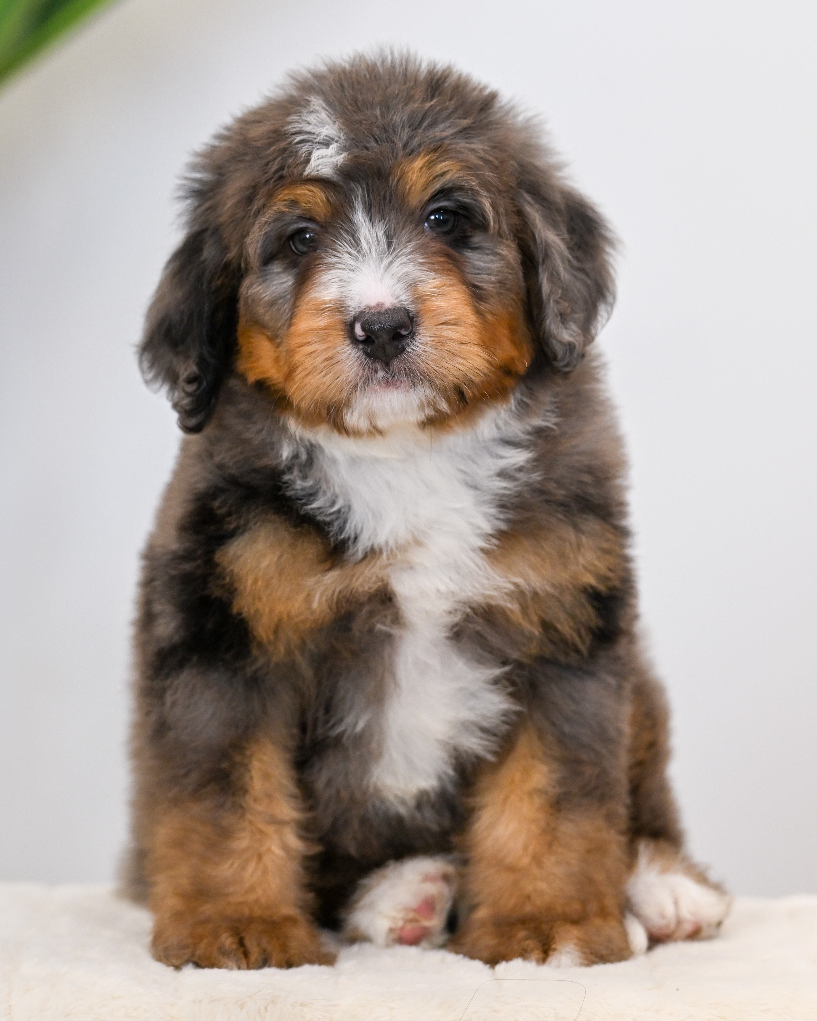 Frito, Merle Tri Colored, boy, Mini Bernedoodle, puppy at Down Home Doodle