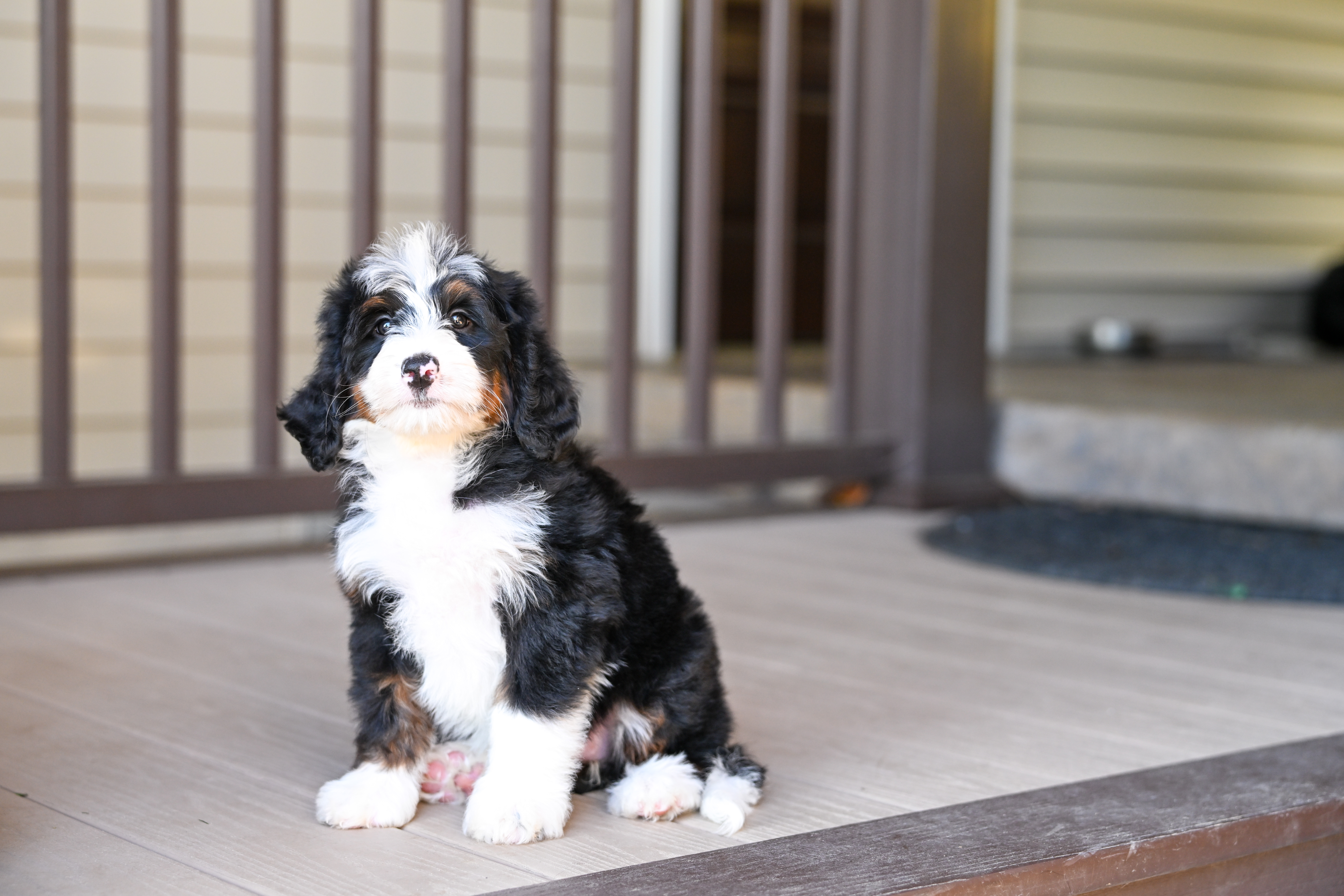 Hillary, Tri Colored, girl, Mini Bernedoodle, puppy at Down Home Doodle