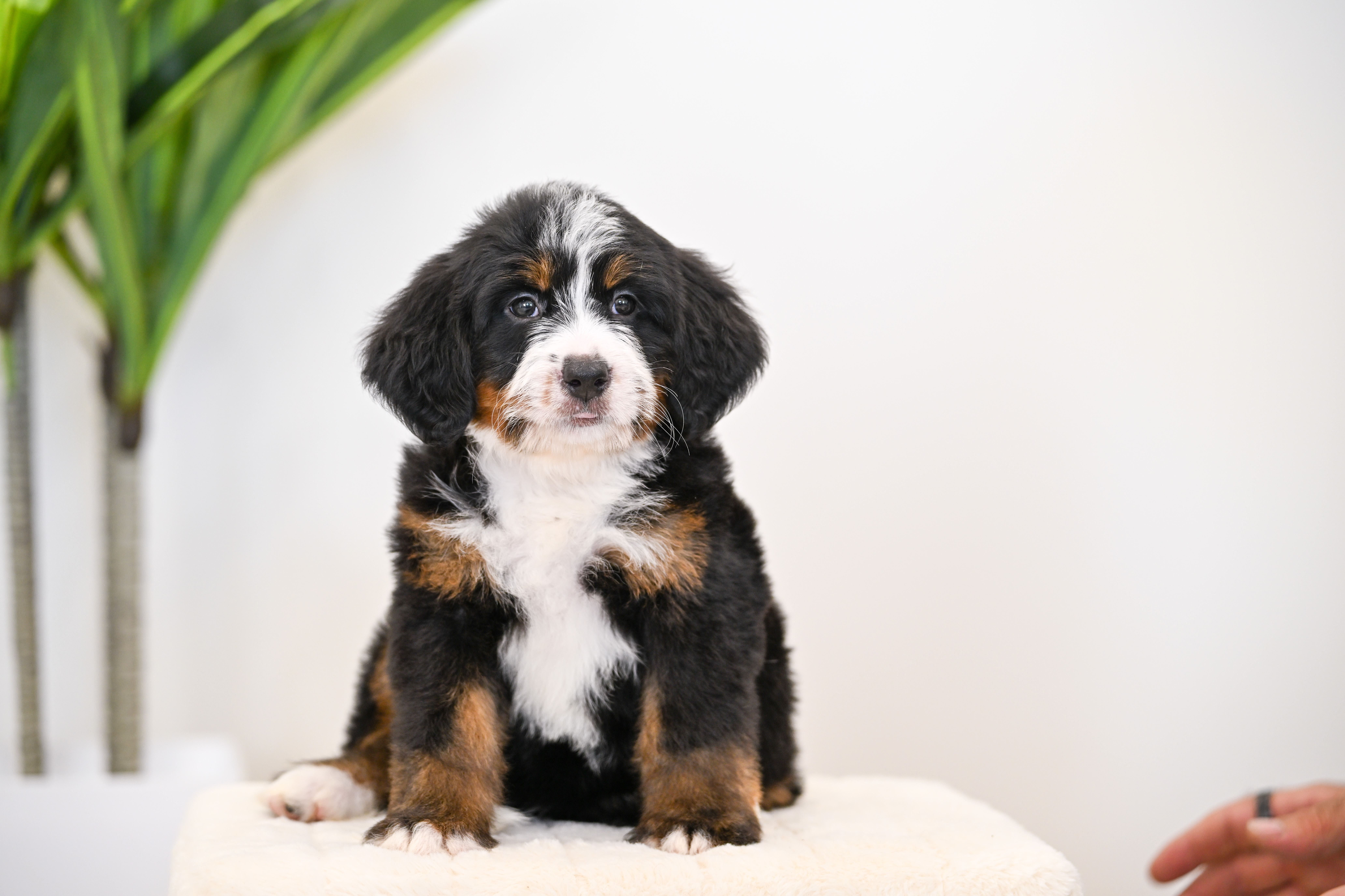 Dori, Tri Colored, girl, Mini Bernedoodle, puppy at Down Home Doodle