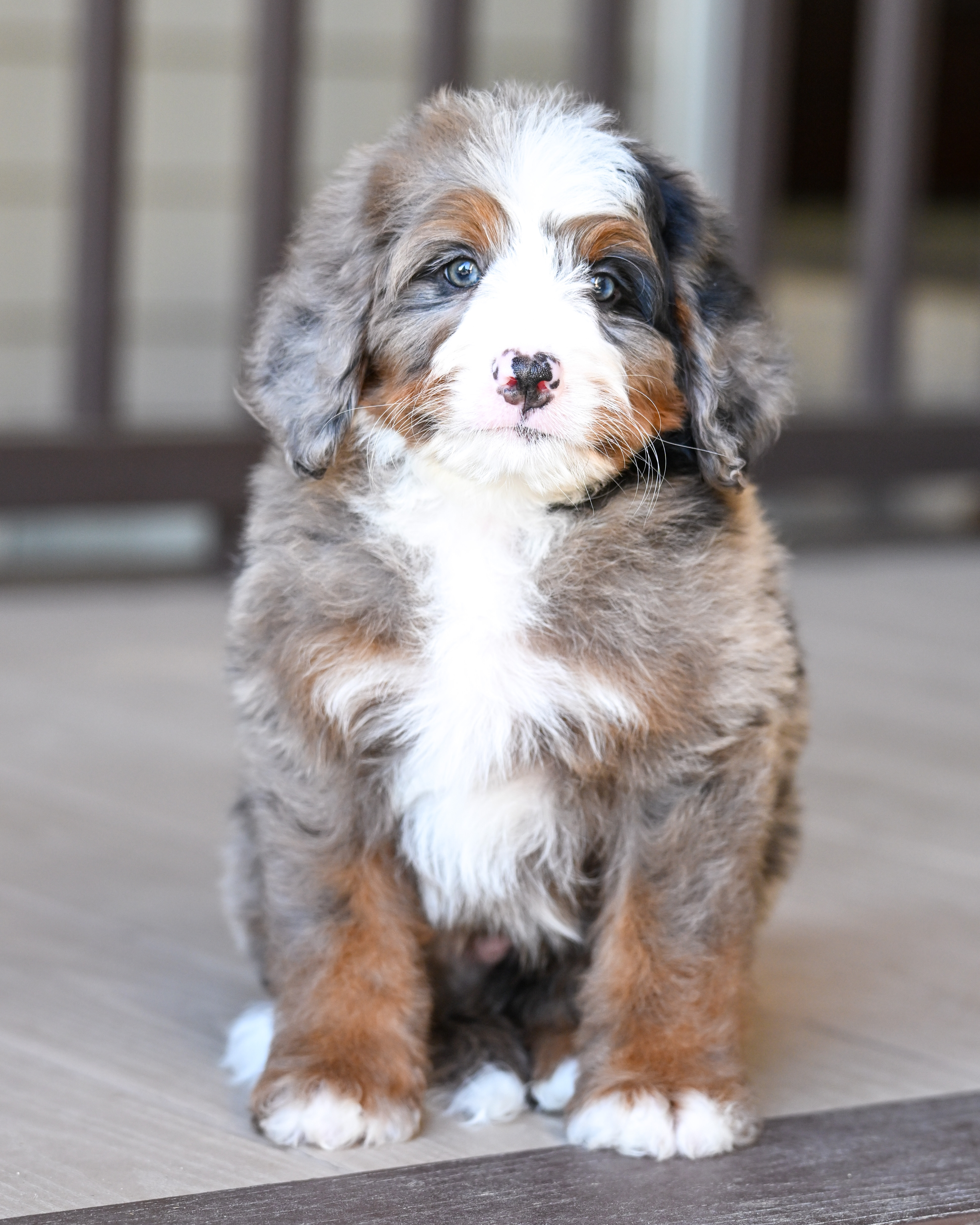 Vance, Merle Tri Colored Mini Bernedoodle puppy