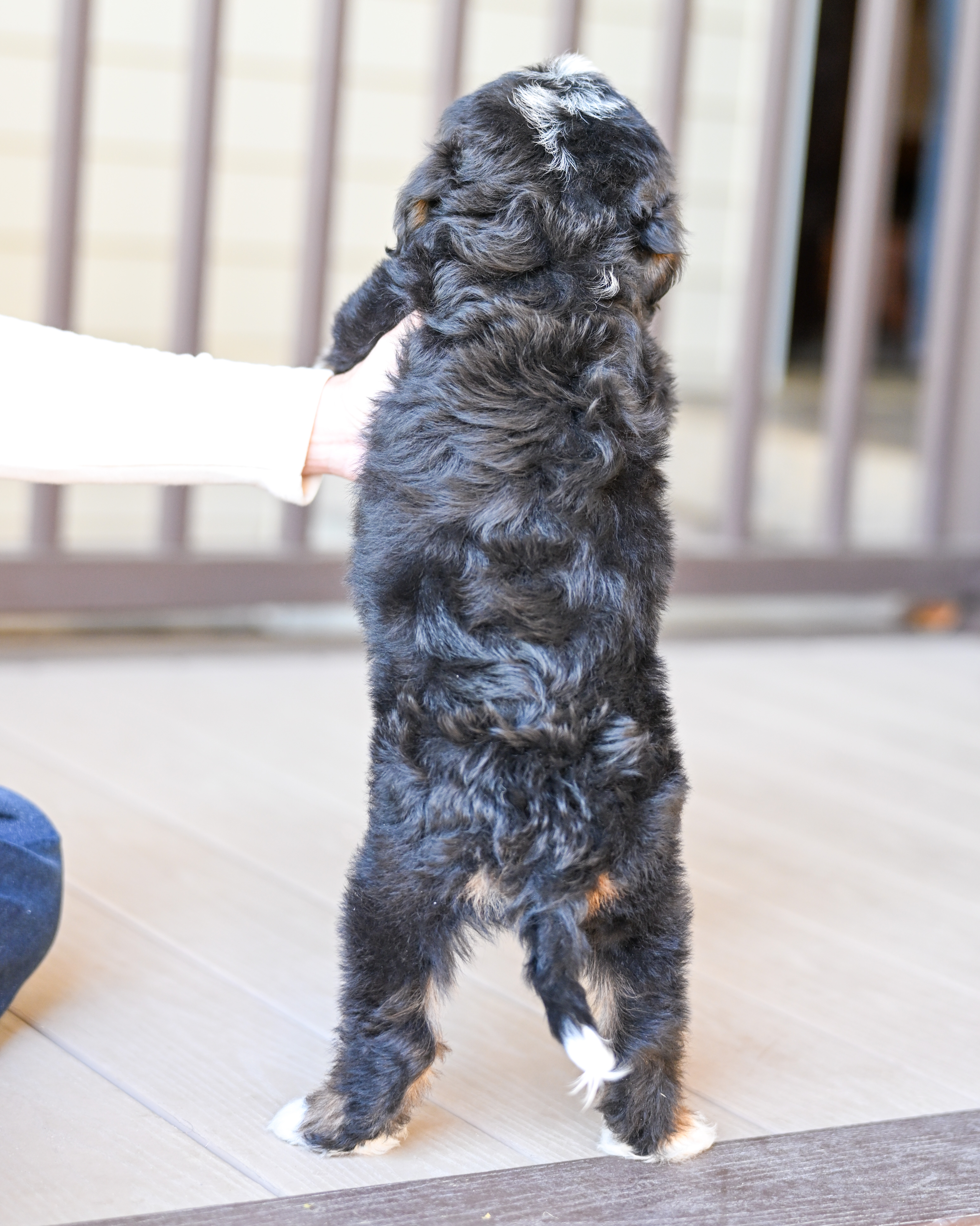 Harris, Tri Colored, boy, Mini Bernedoodle, puppy at Down Home Doodle