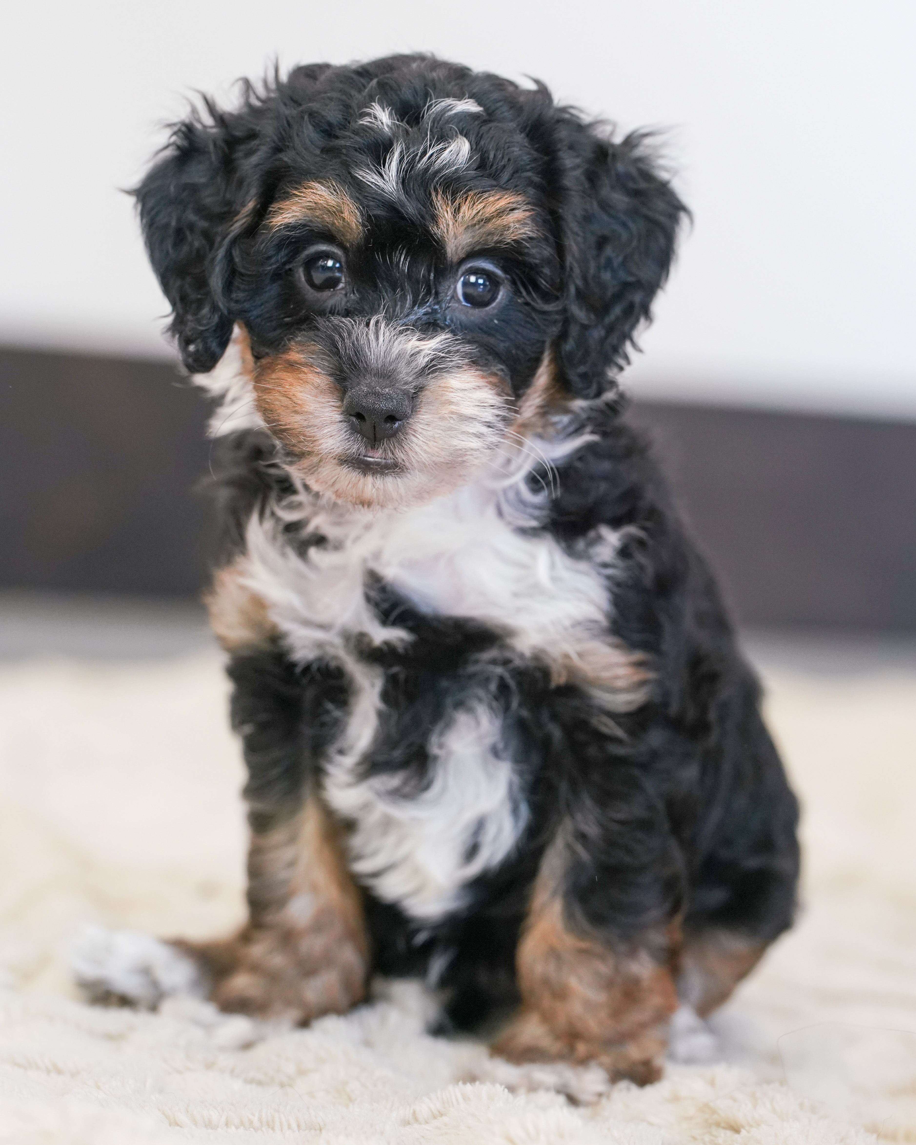 Peony, Tri Colored, girl, Micro Bernedoodle, puppy at Down Home Doodle