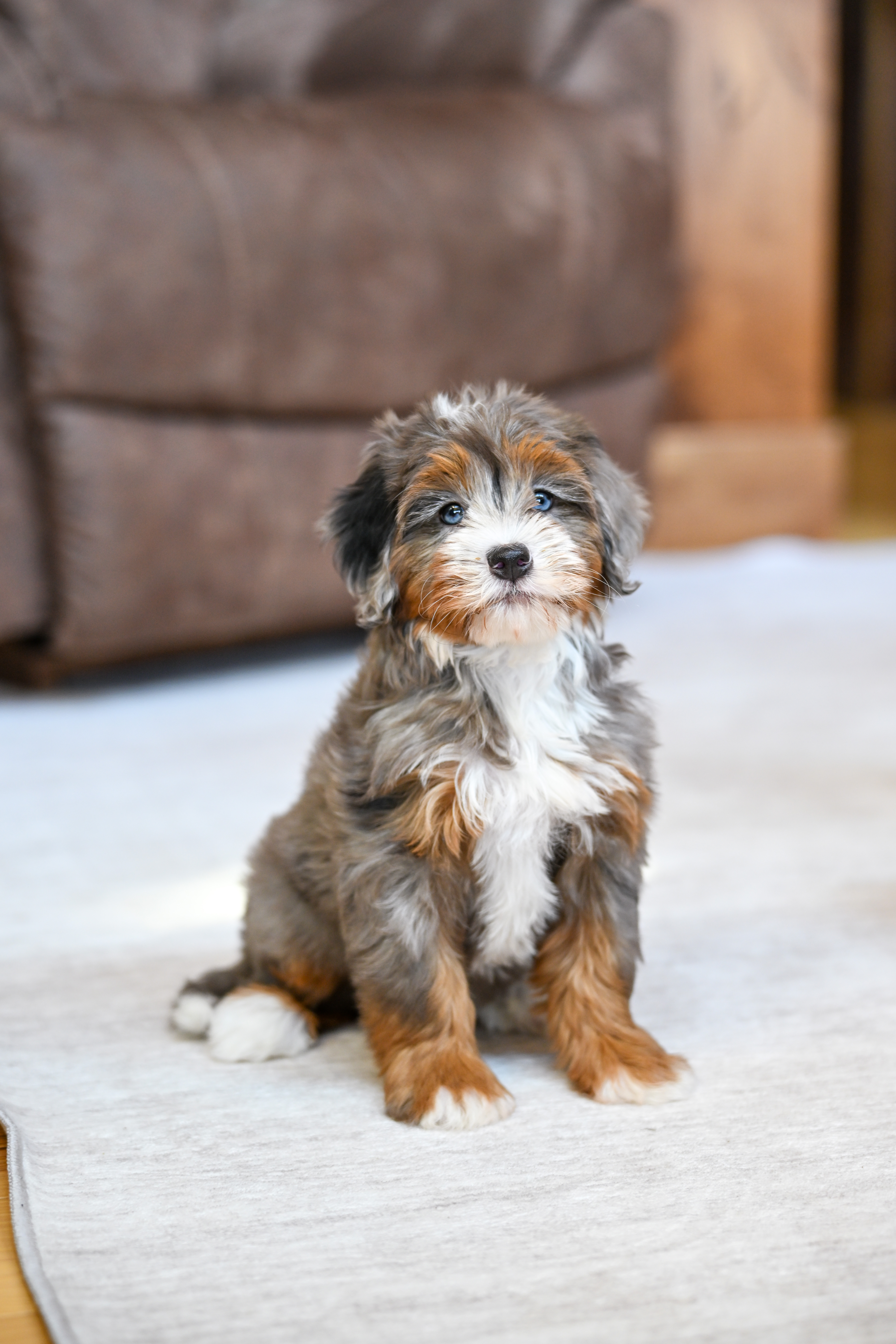 Ariel, Merle Tri Colored, girl, Mini Bernedoodle, puppy at Down Home Doodle