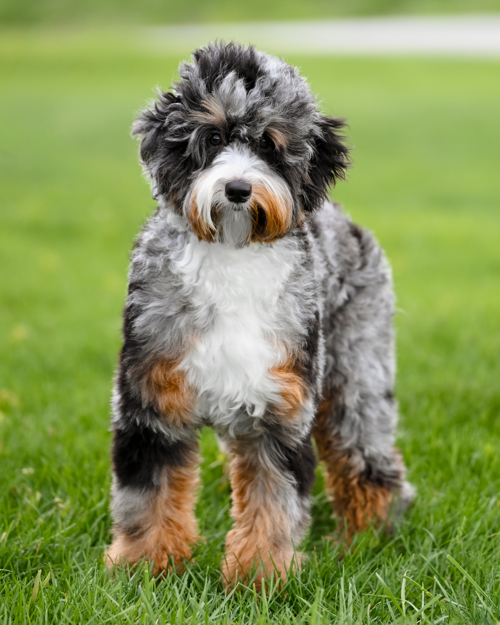Our gorgeous 23-pound Blue Merle Micro Bernedoodle mom with high-contrast coloring, a vibrant wavy coat, and a bright, cheerful personality.