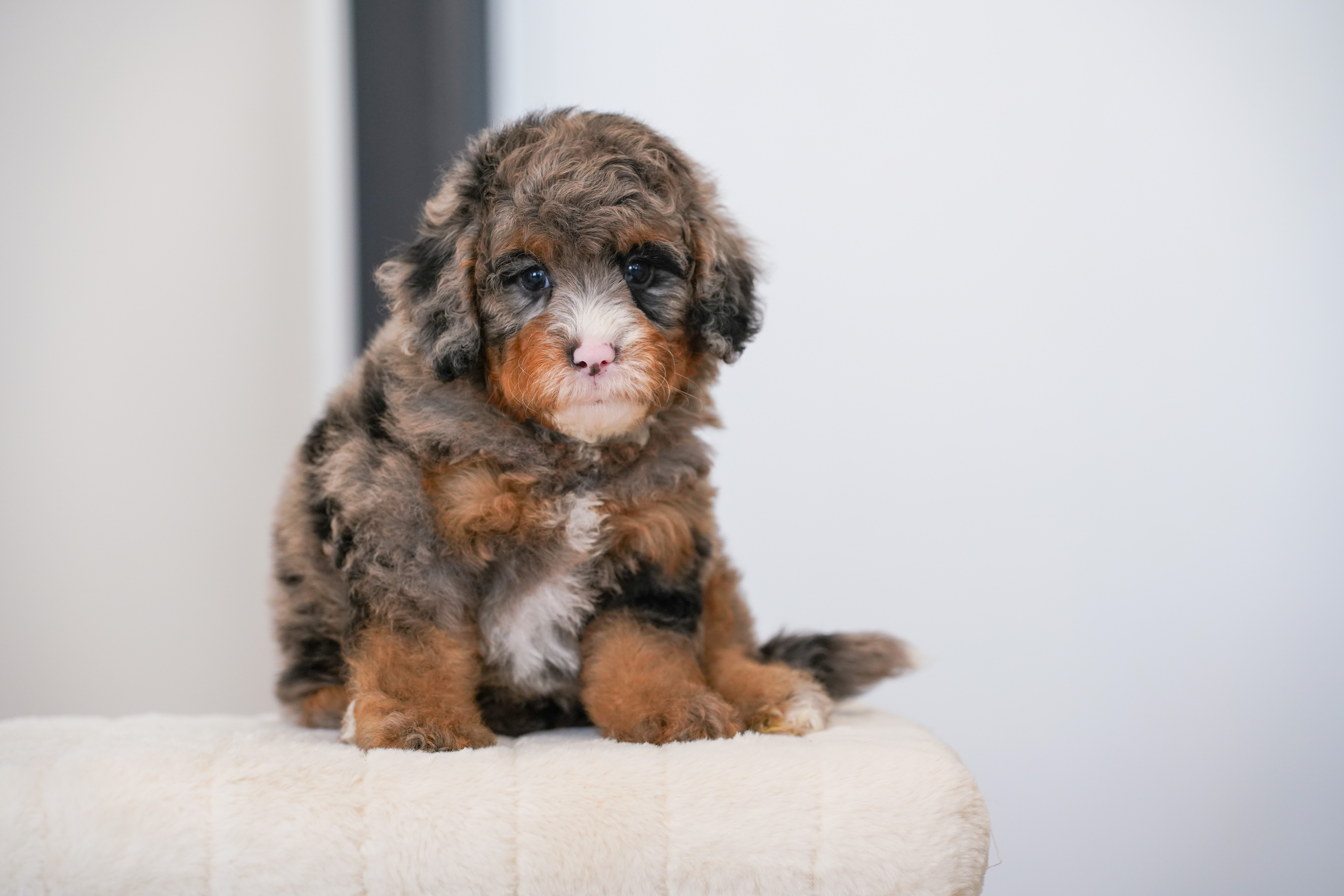Owl, Merle Tri Colored Mini Bernedoodle puppy