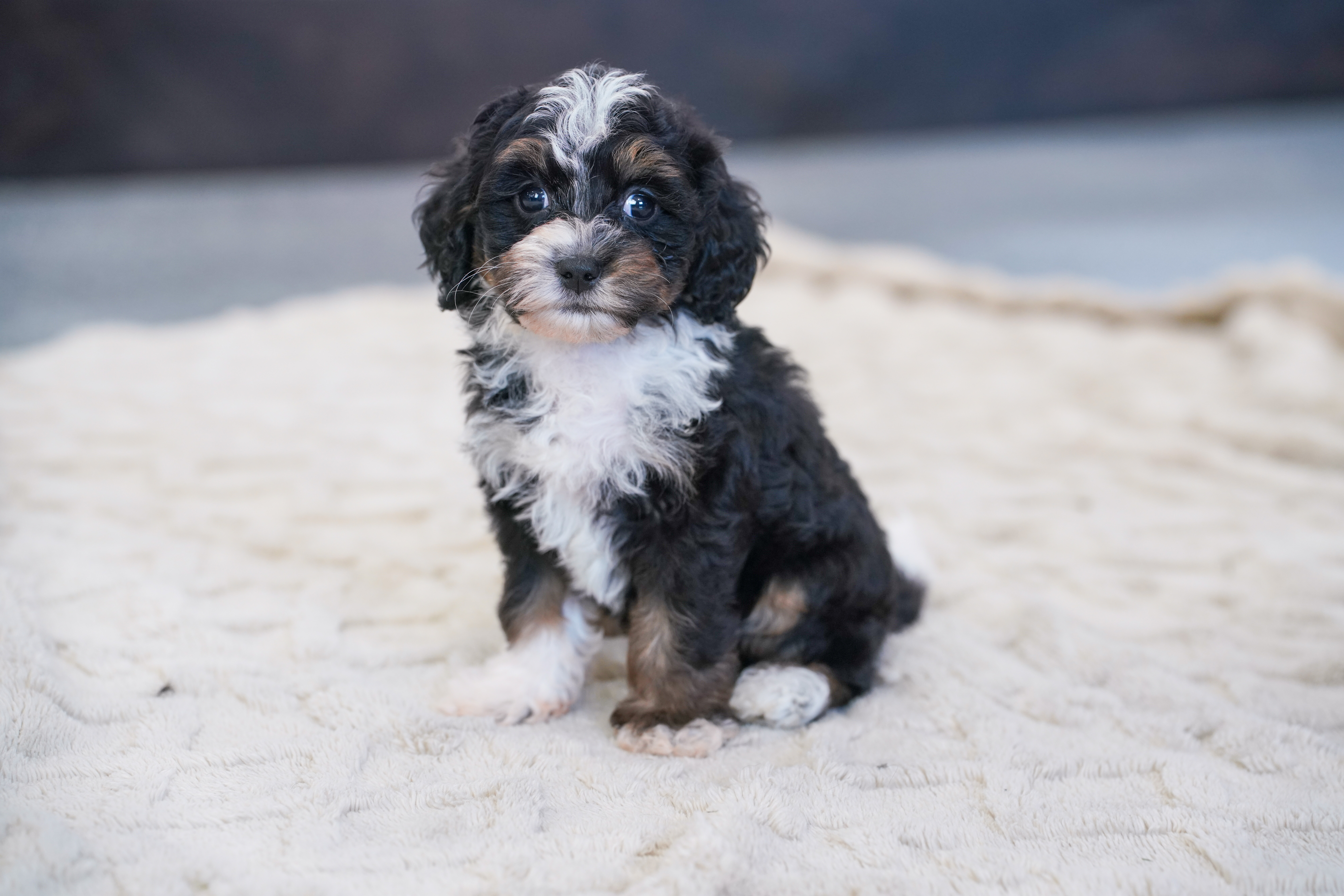 Valentino, Tri Colored, boy, Micro Bernedoodle, puppy at Down Home Doodle