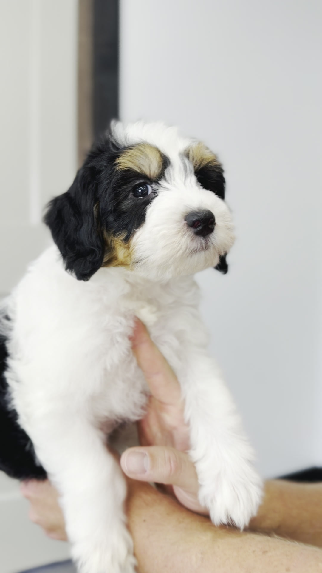 Muffin, Tri Parti girl from the Breakfast Litter