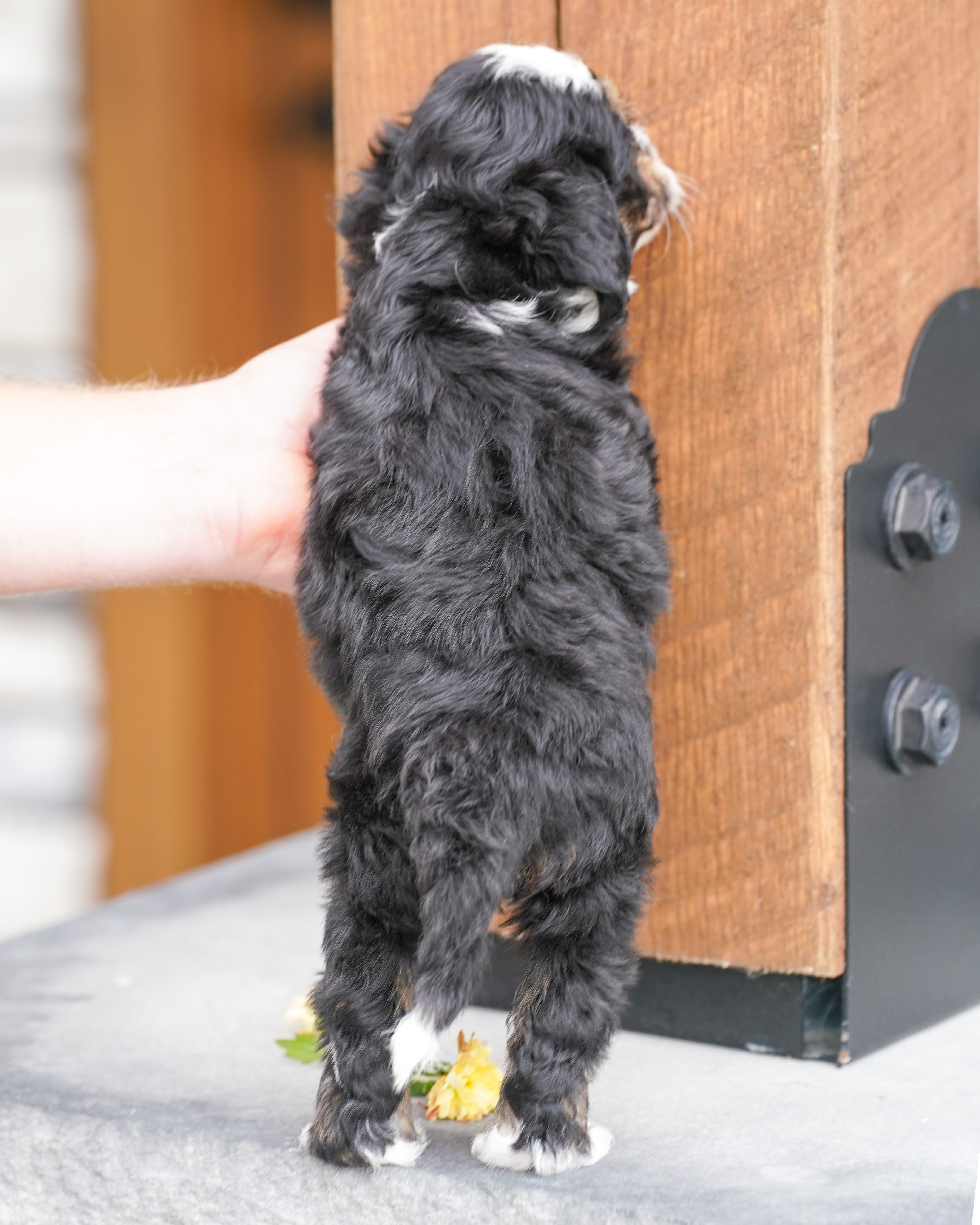 Coco, Tri Colored, girl, Micro Bernedoodle, puppy at Down Home Doodle