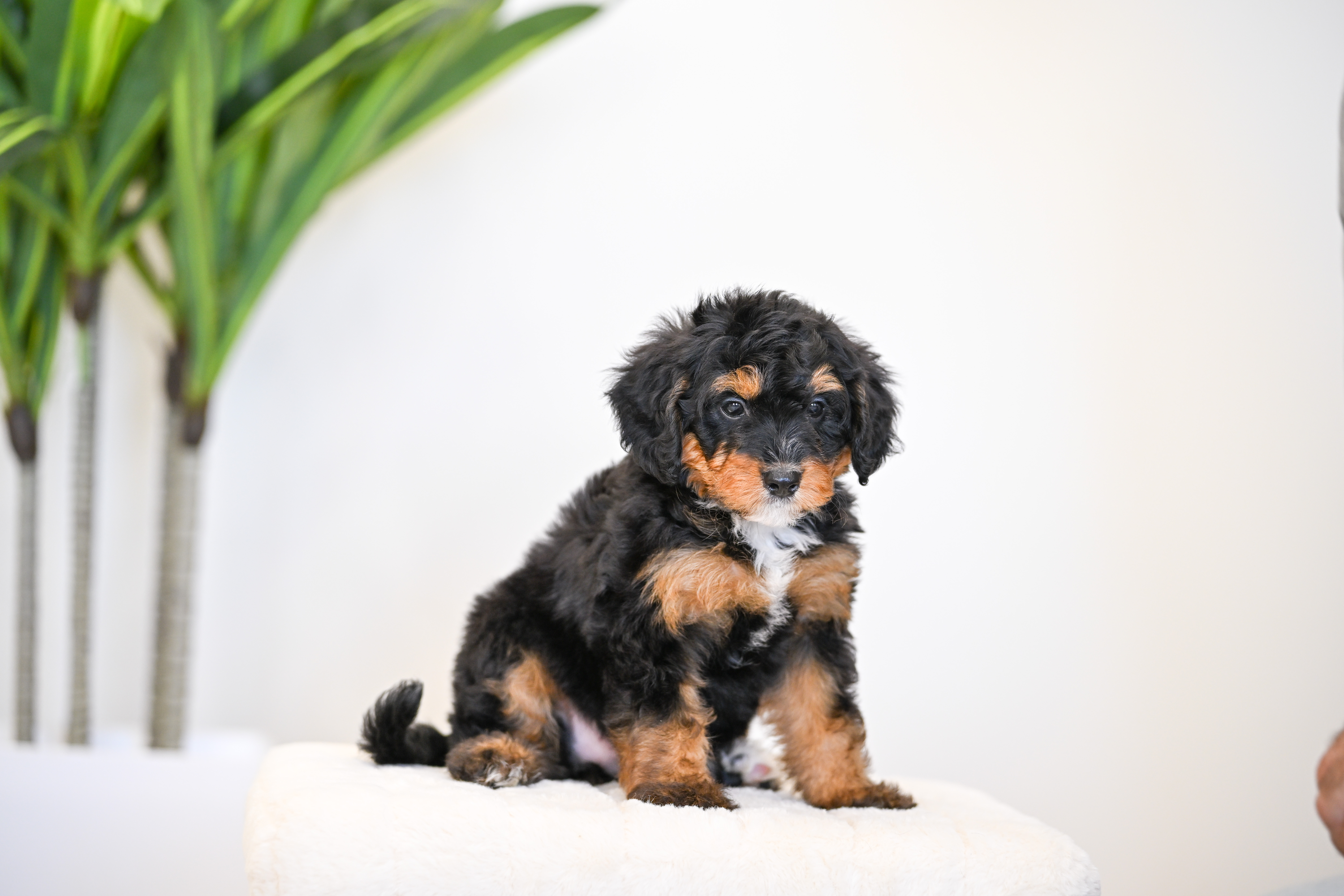 Ruffles, Tri Colored, girl, Mini Bernedoodle, puppy at Down Home Doodle