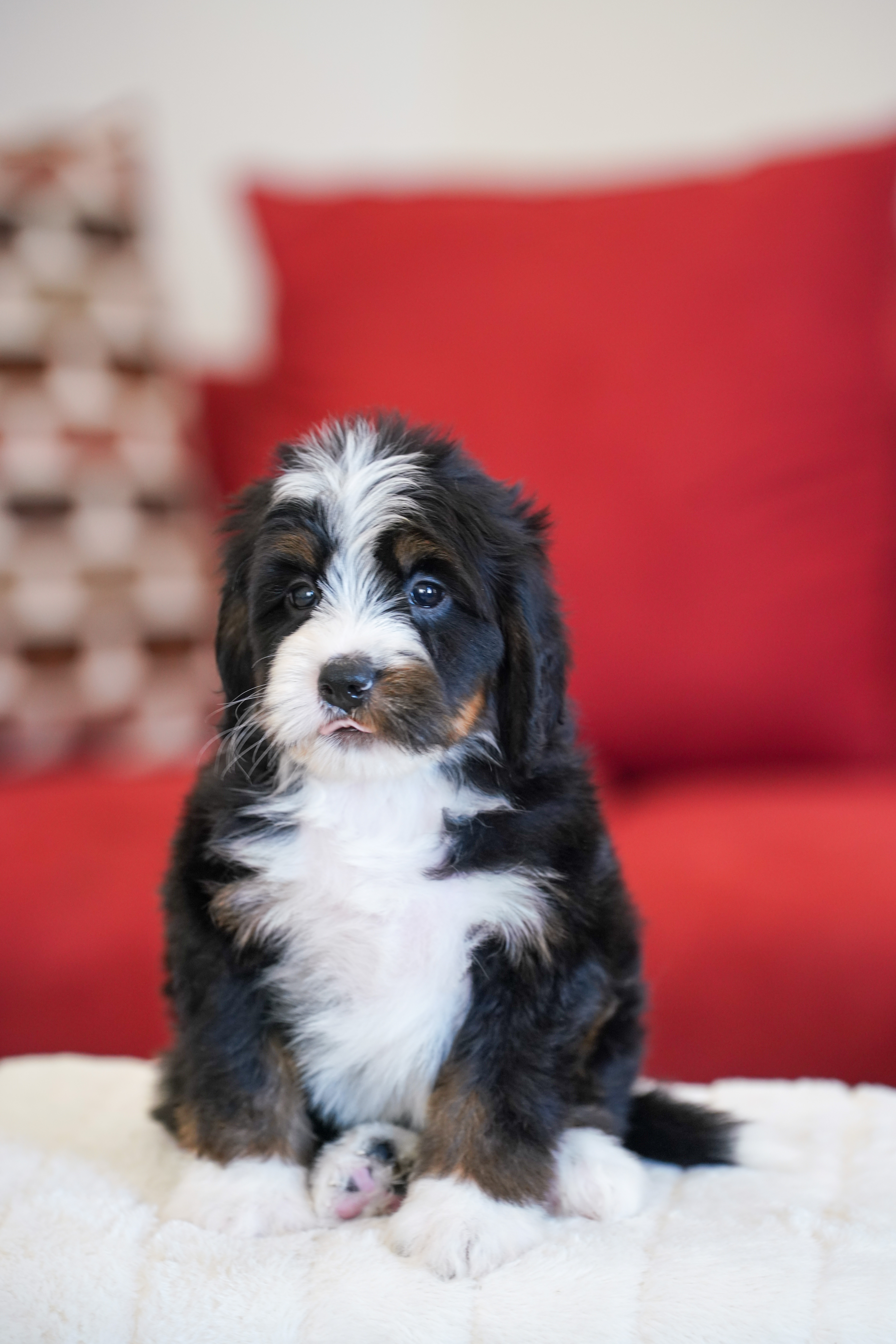 Laura, Tri Colored, girl, Mini Bernedoodle, puppy at Down Home Doodle