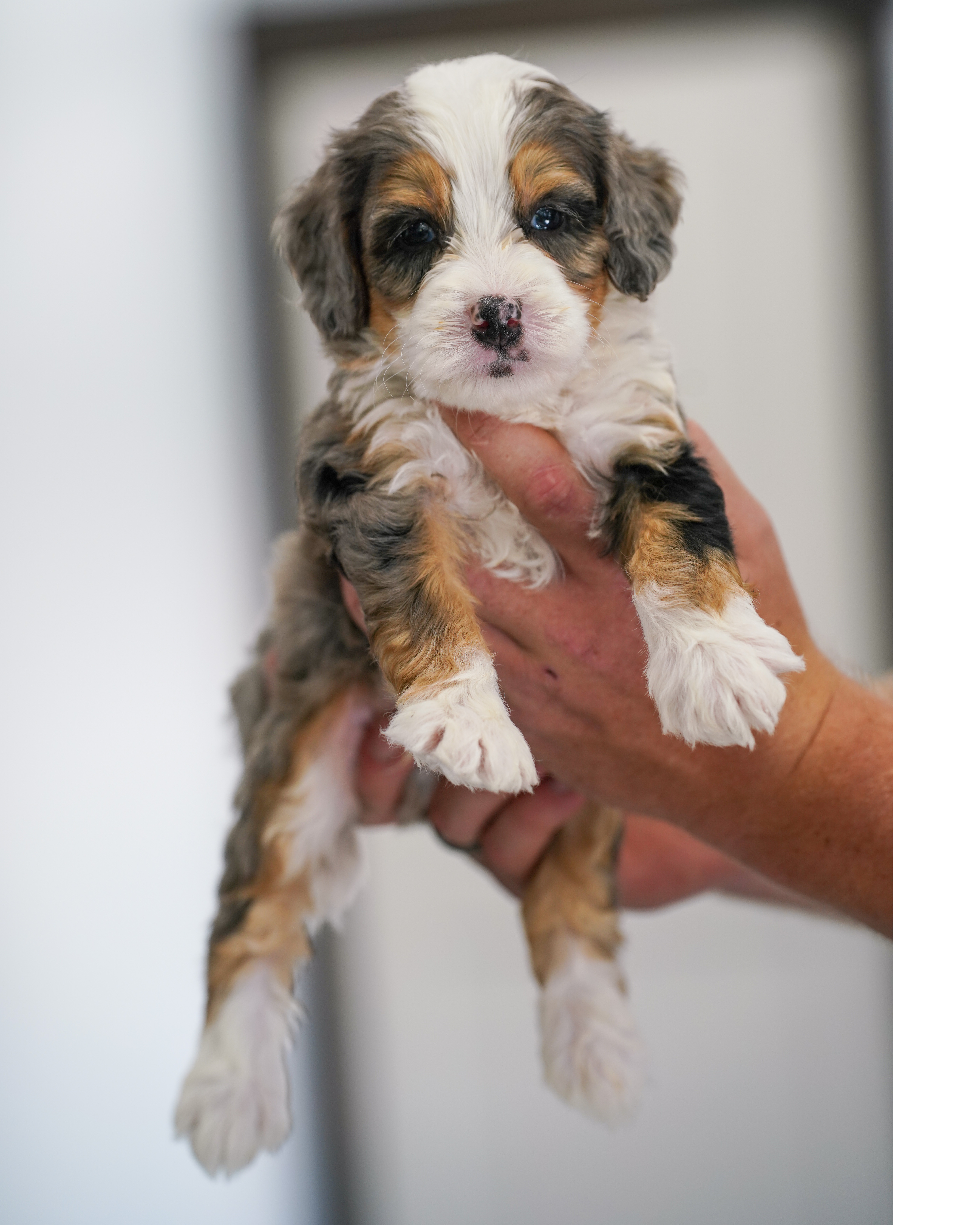 Shoofly, Merle Tri Colored boy from the Sweet as  Pie Litter