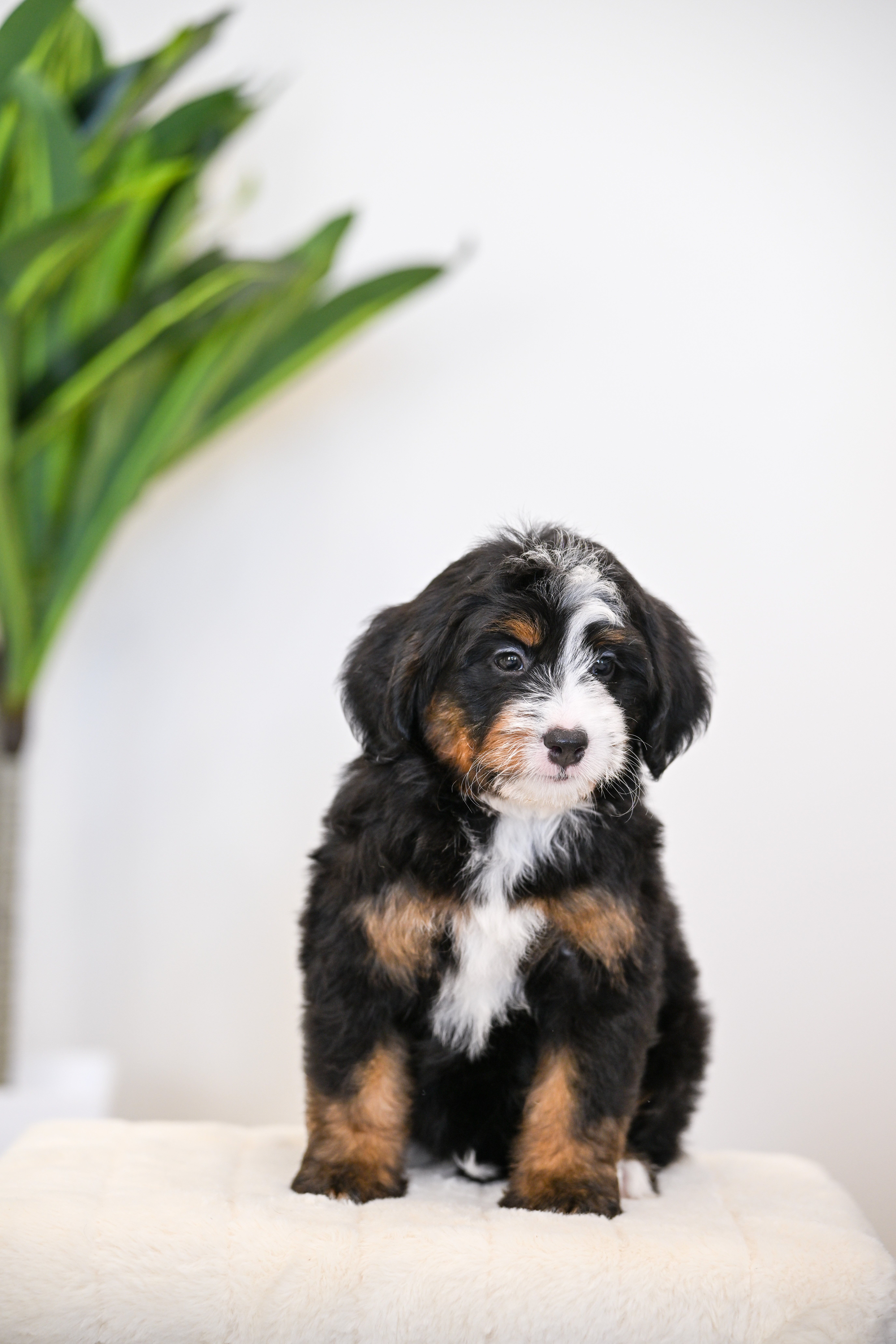 Goldie, Tri Colored, girl, Mini Bernedoodle, puppy at Down Home Doodle