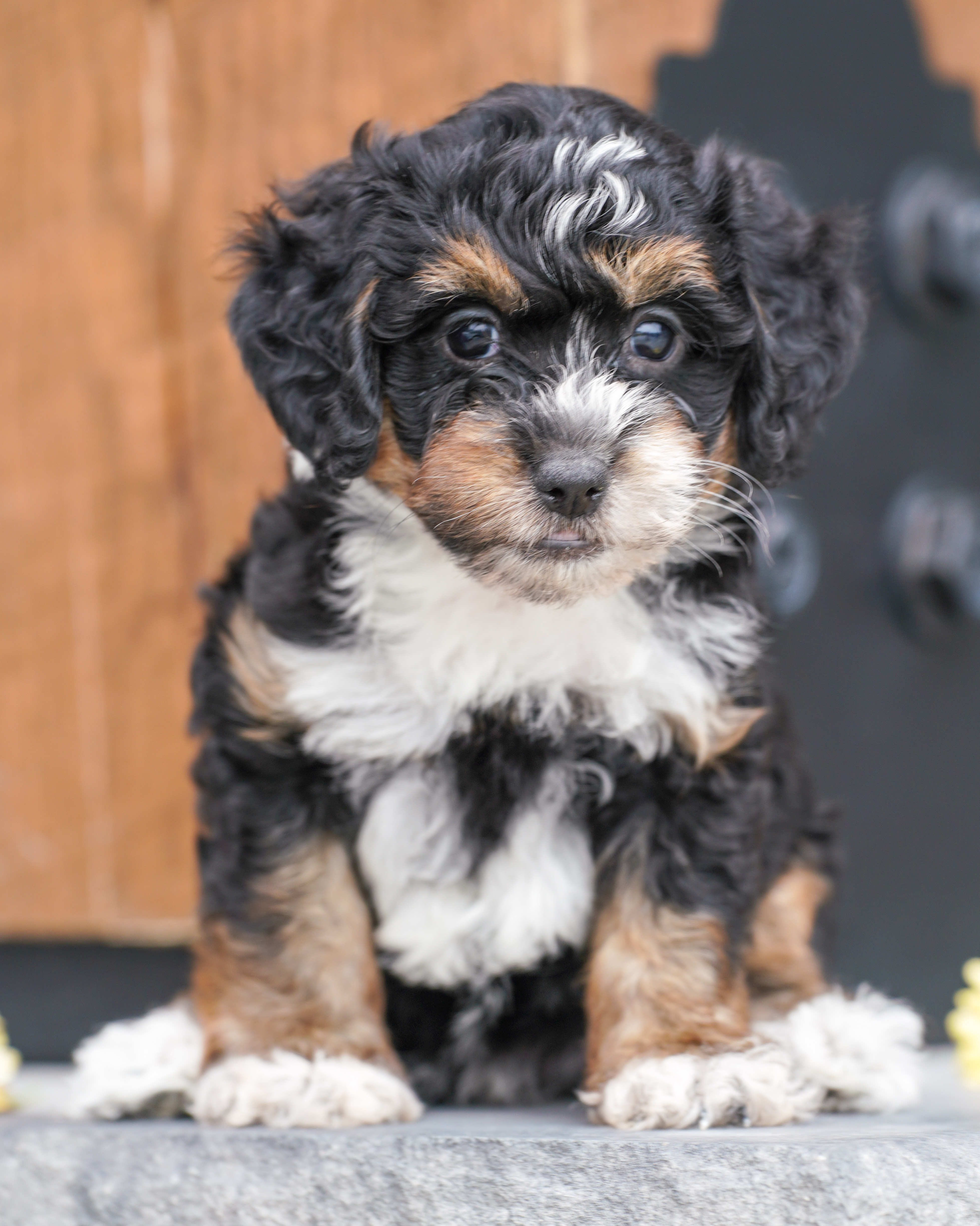 Peony, Tri Colored, girl, Micro Bernedoodle, puppy at Down Home Doodle