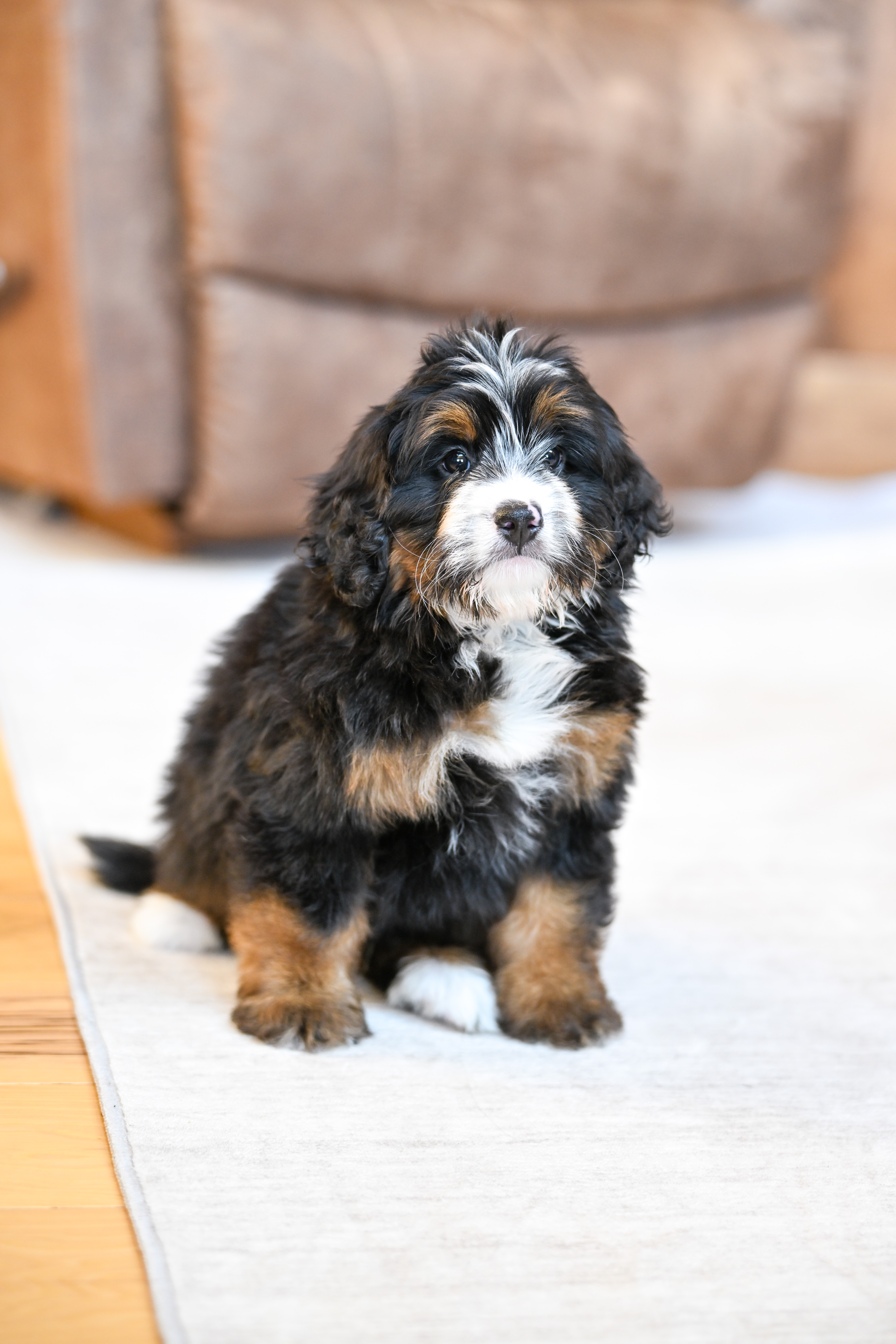 Flynn, Tri Colored, boy, Mini Bernedoodle, puppy at Down Home Doodle