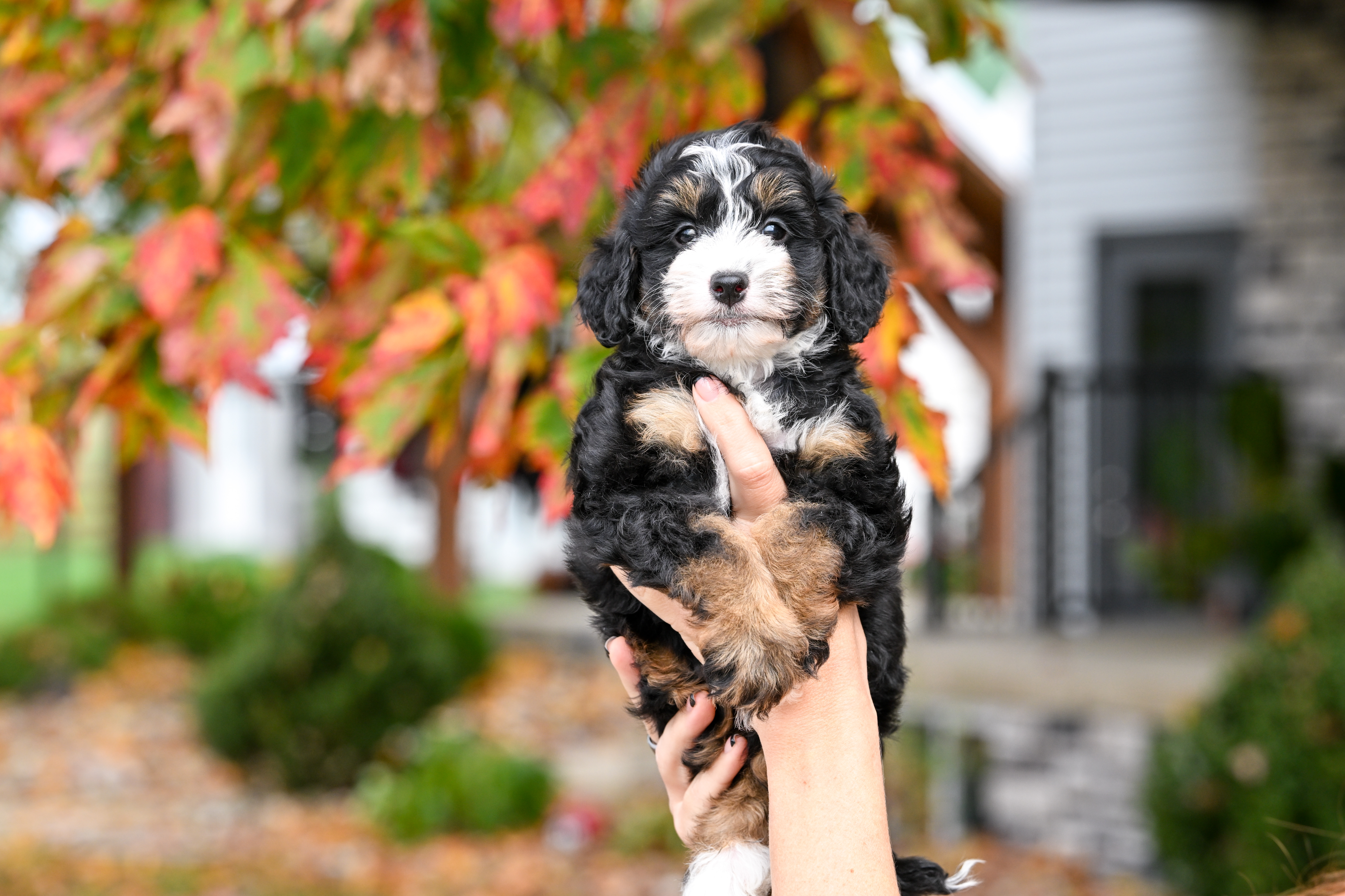 Tubi, Tri Colored, boy, Micro Bernedoodle, puppy at Down Home Doodle