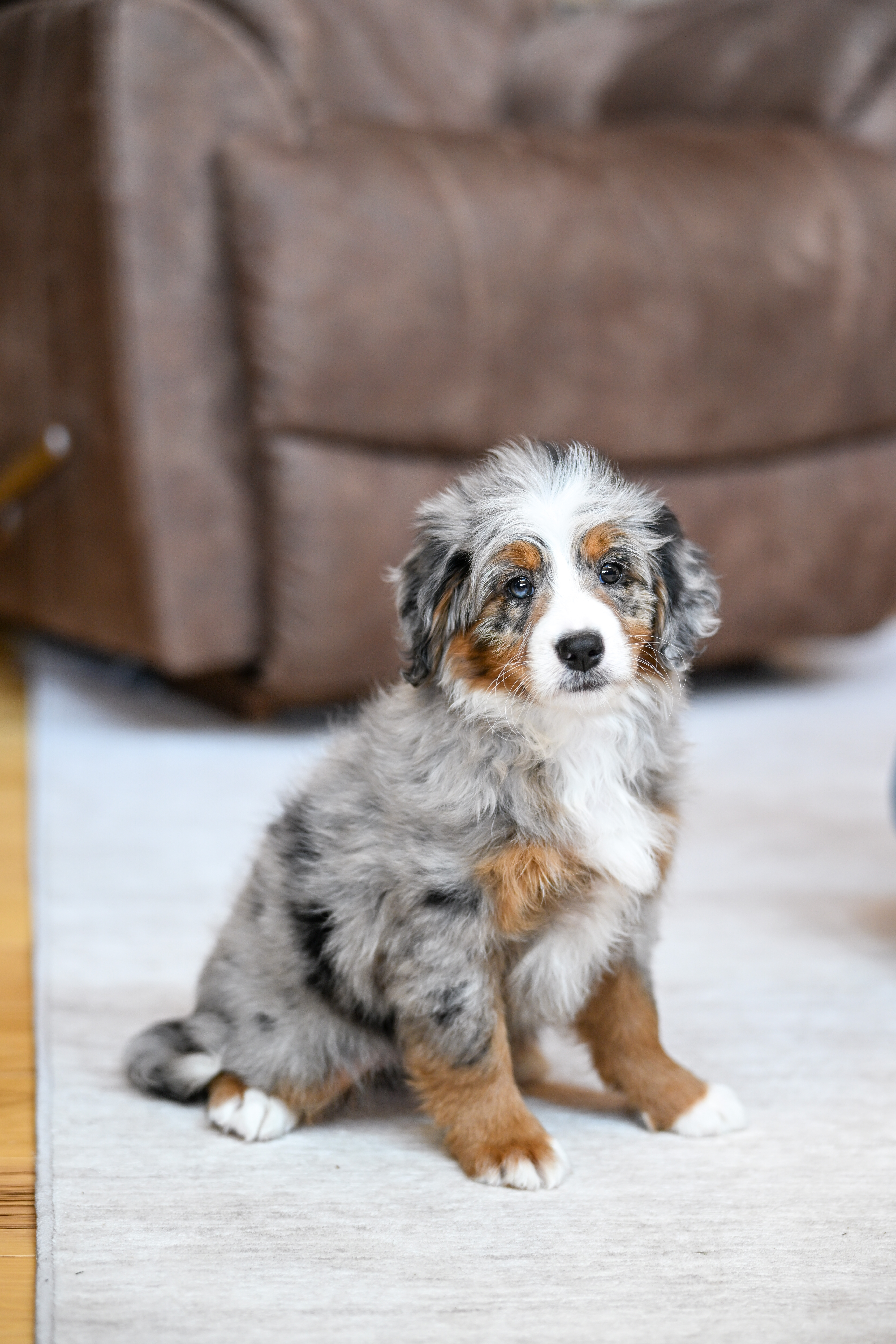 Rapunzel, Merle Tri Colored, girl, Mini Bernedoodle, puppy at Down Home Doodle