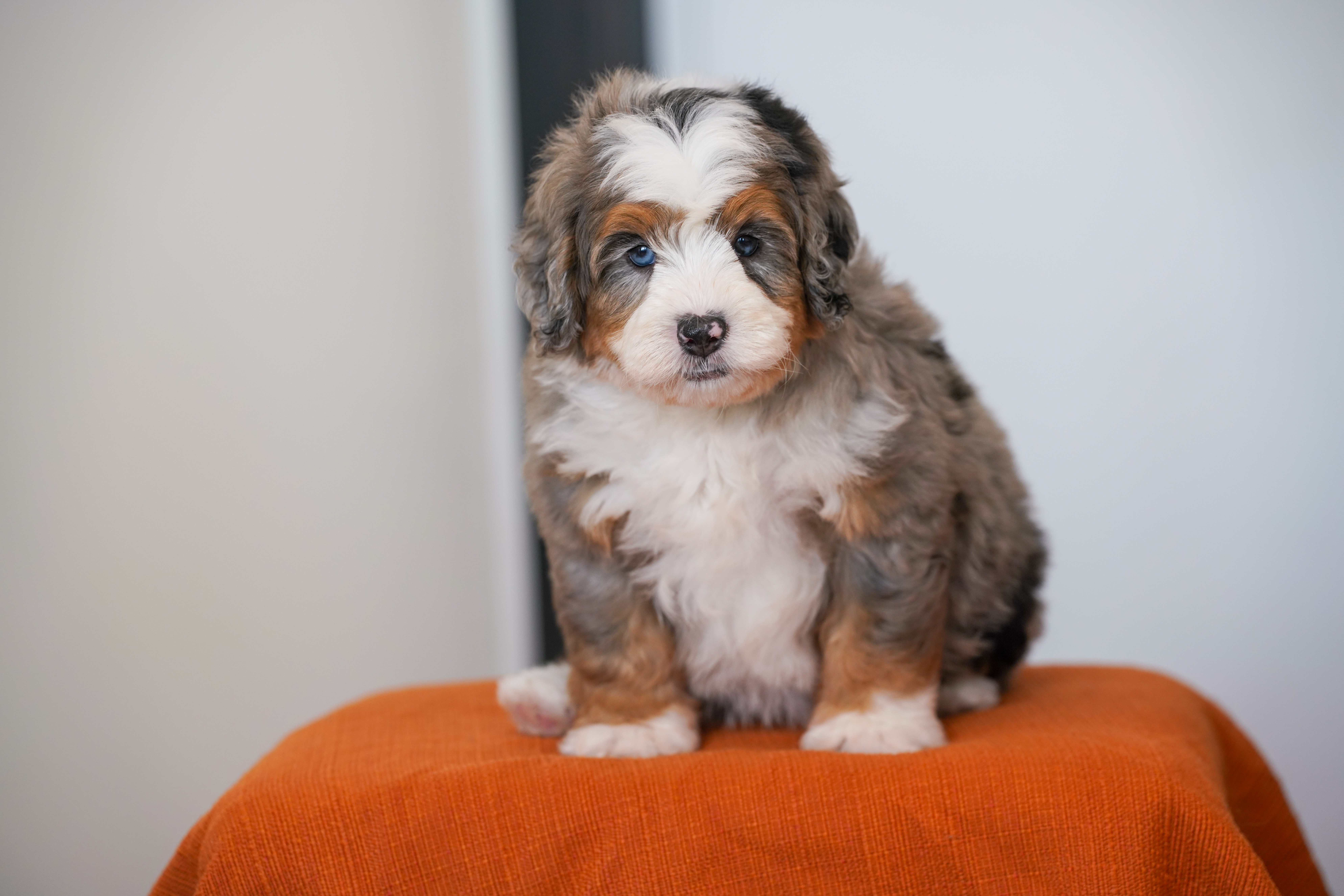 Eric, Merle Tri Colored, boy, Mini Bernedoodle, puppy at Down Home Doodle
