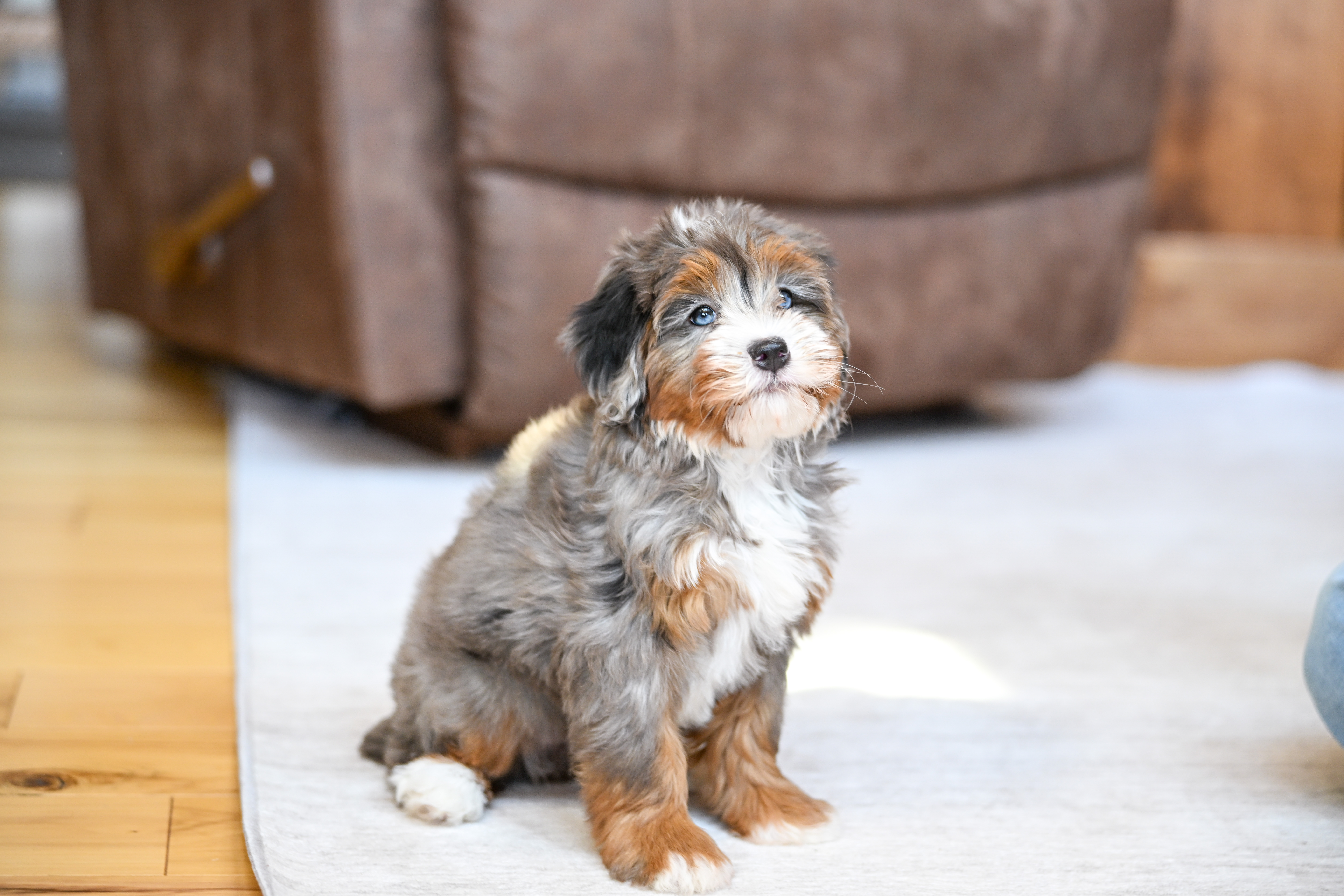Ariel, Merle Tri Colored, girl, Mini Bernedoodle, puppy at Down Home Doodle