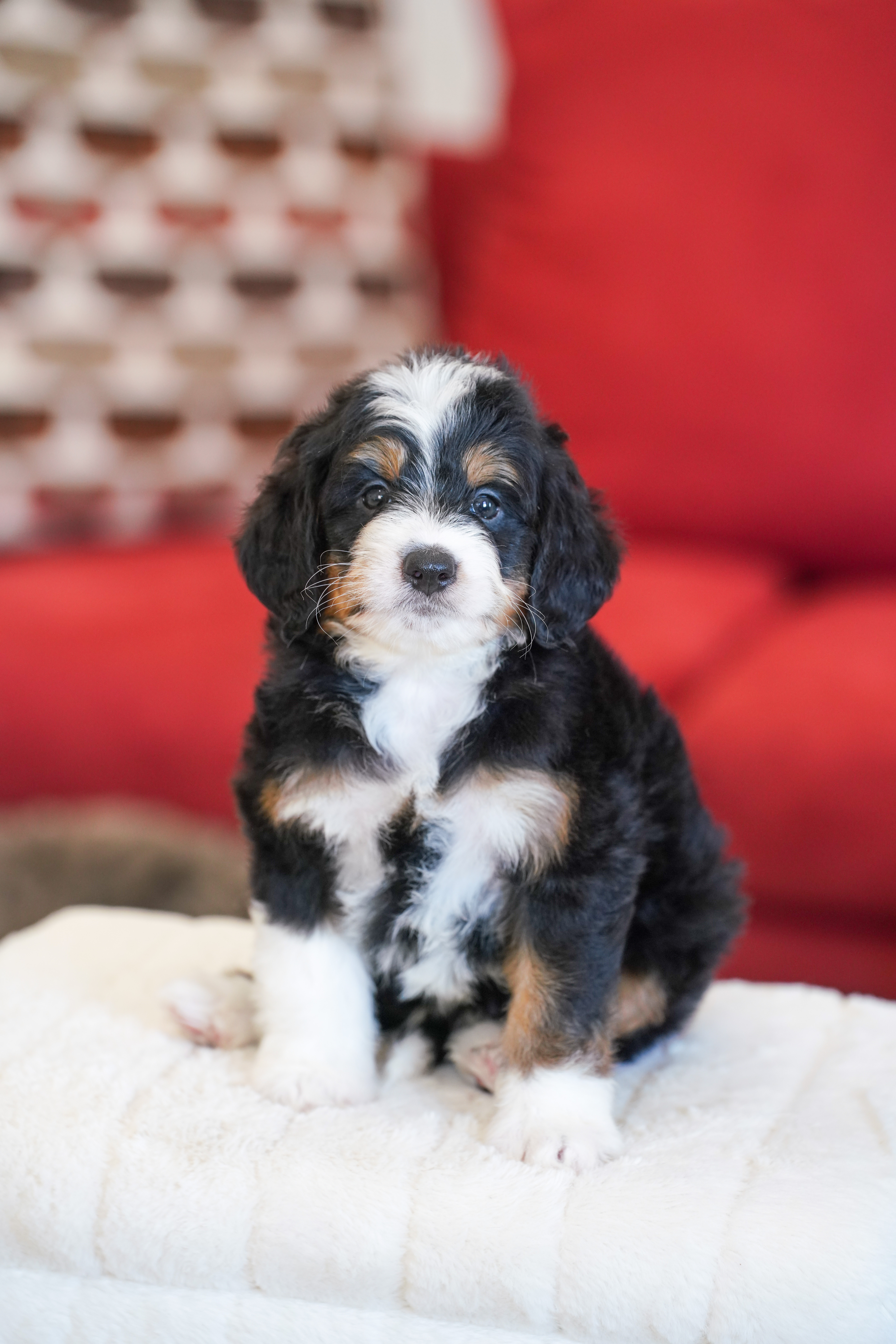 Harris, Tri Colored, boy, Mini Bernedoodle, puppy at Down Home Doodle