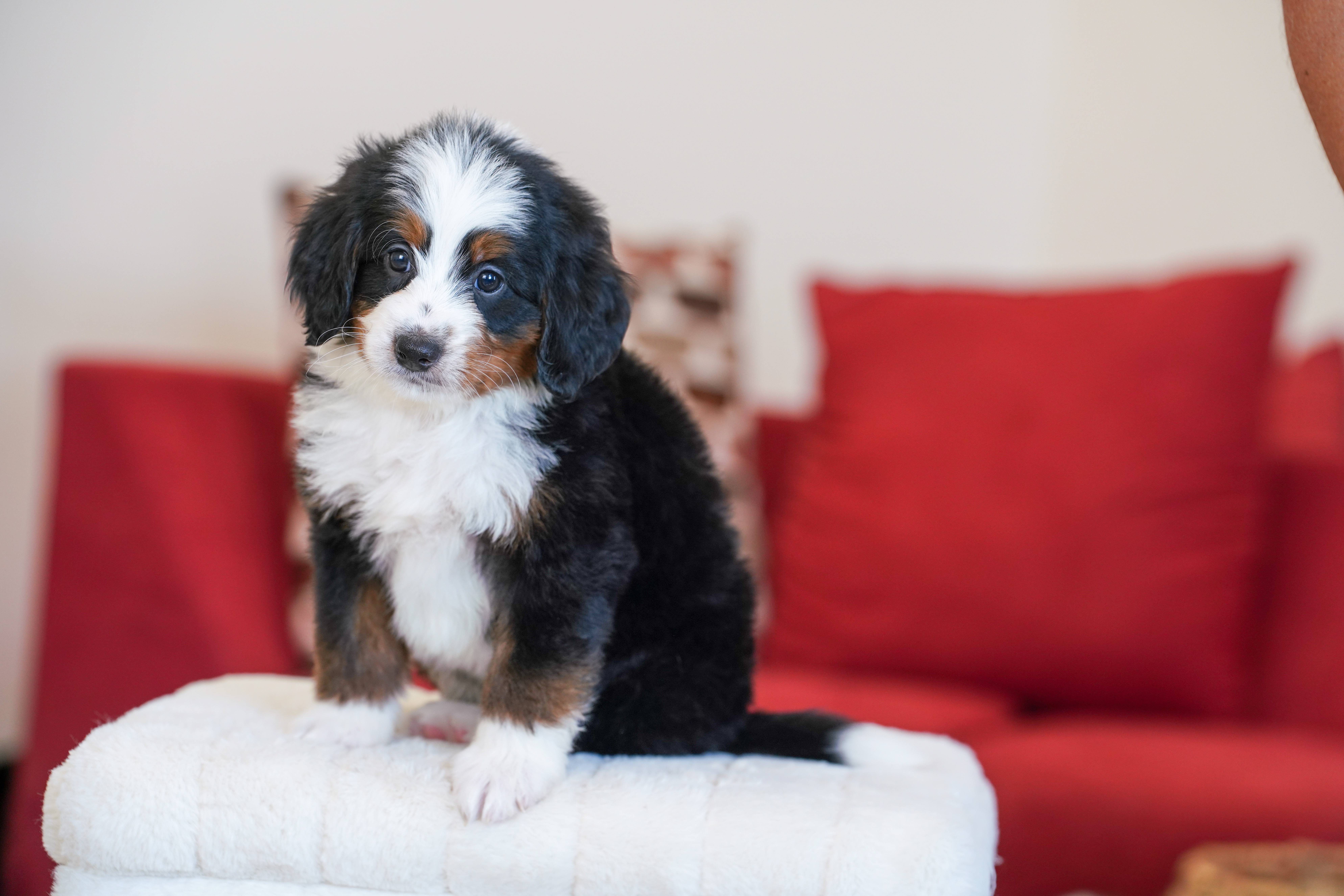 Trump, Tri Colored, boy, Mini Bernedoodle, puppy at Down Home Doodle