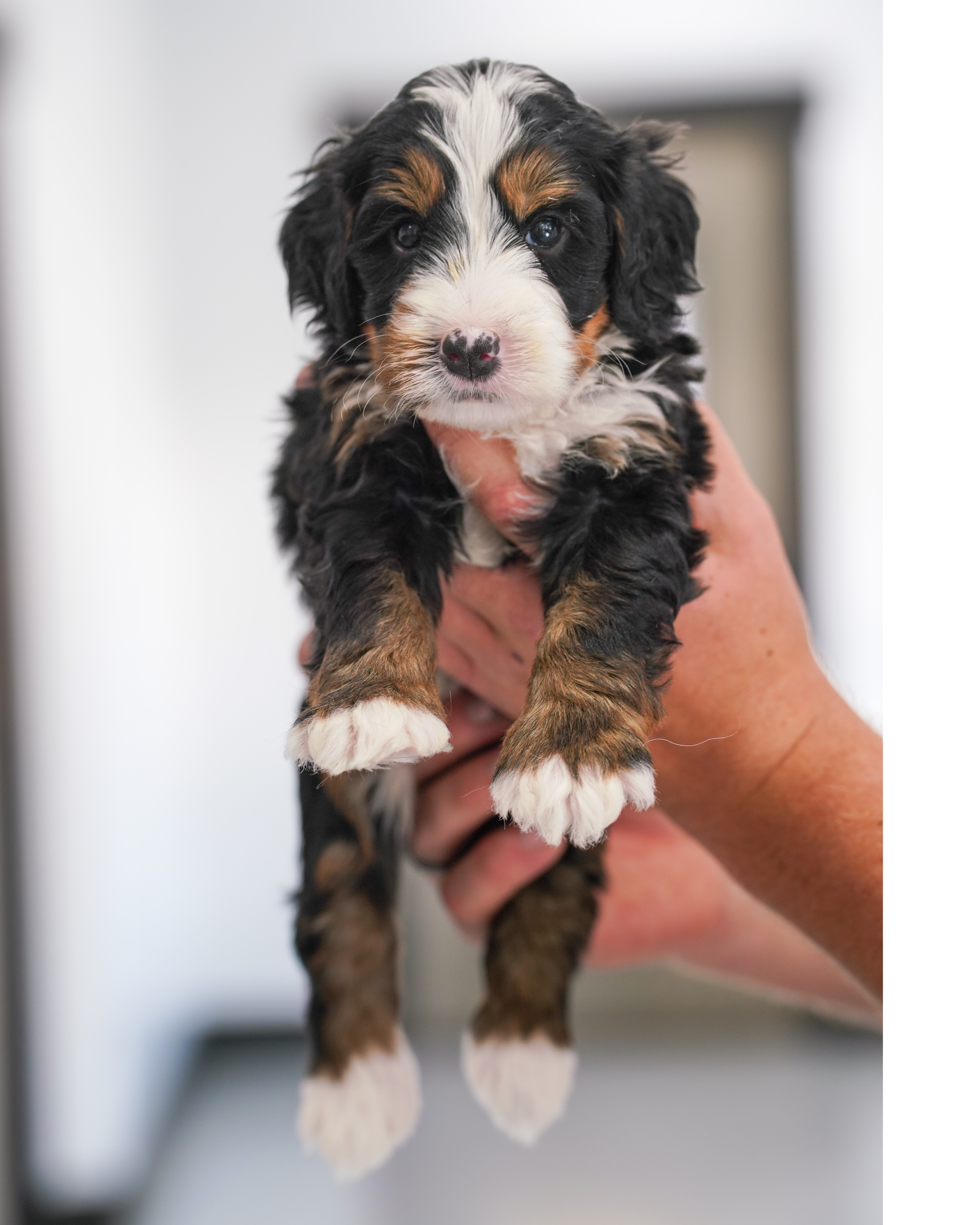 Cobbler, Tri Colored boy from the Sweet as  Pie Litter