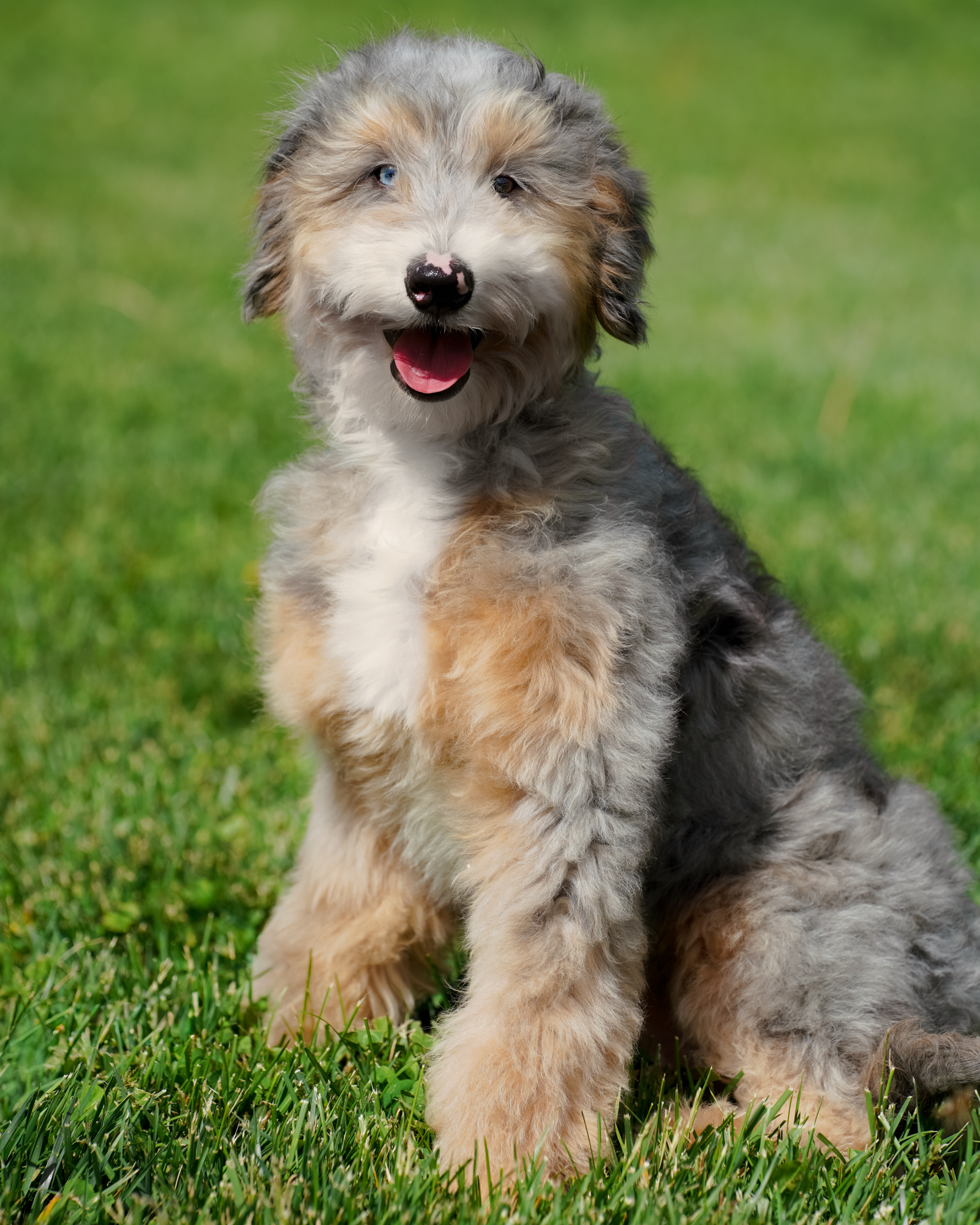 Max, photo 2