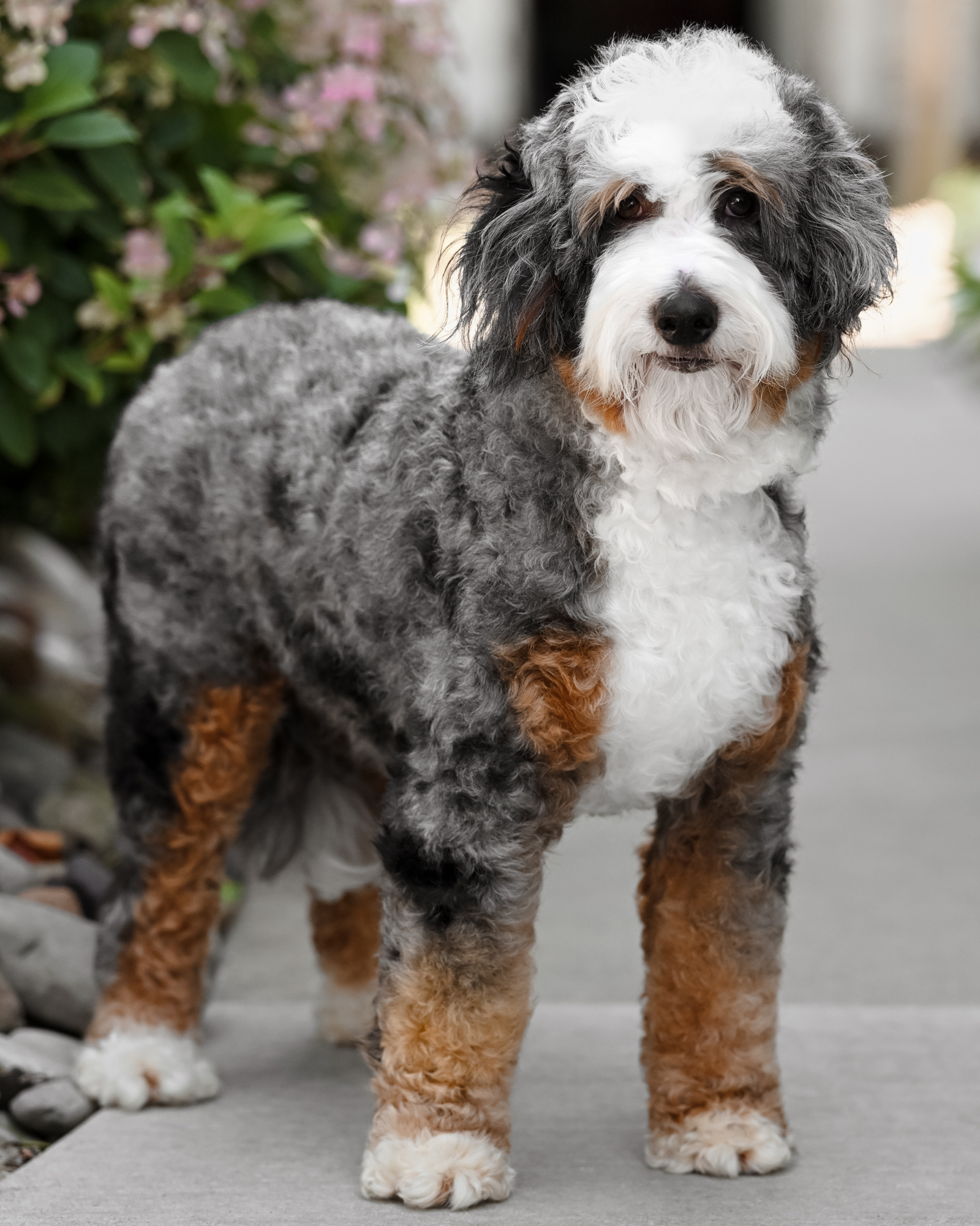 Our stunning 26-pound Blue Merle Mini Bernedoodle mom with high-contrast coloring, fiery copper tan points, and an