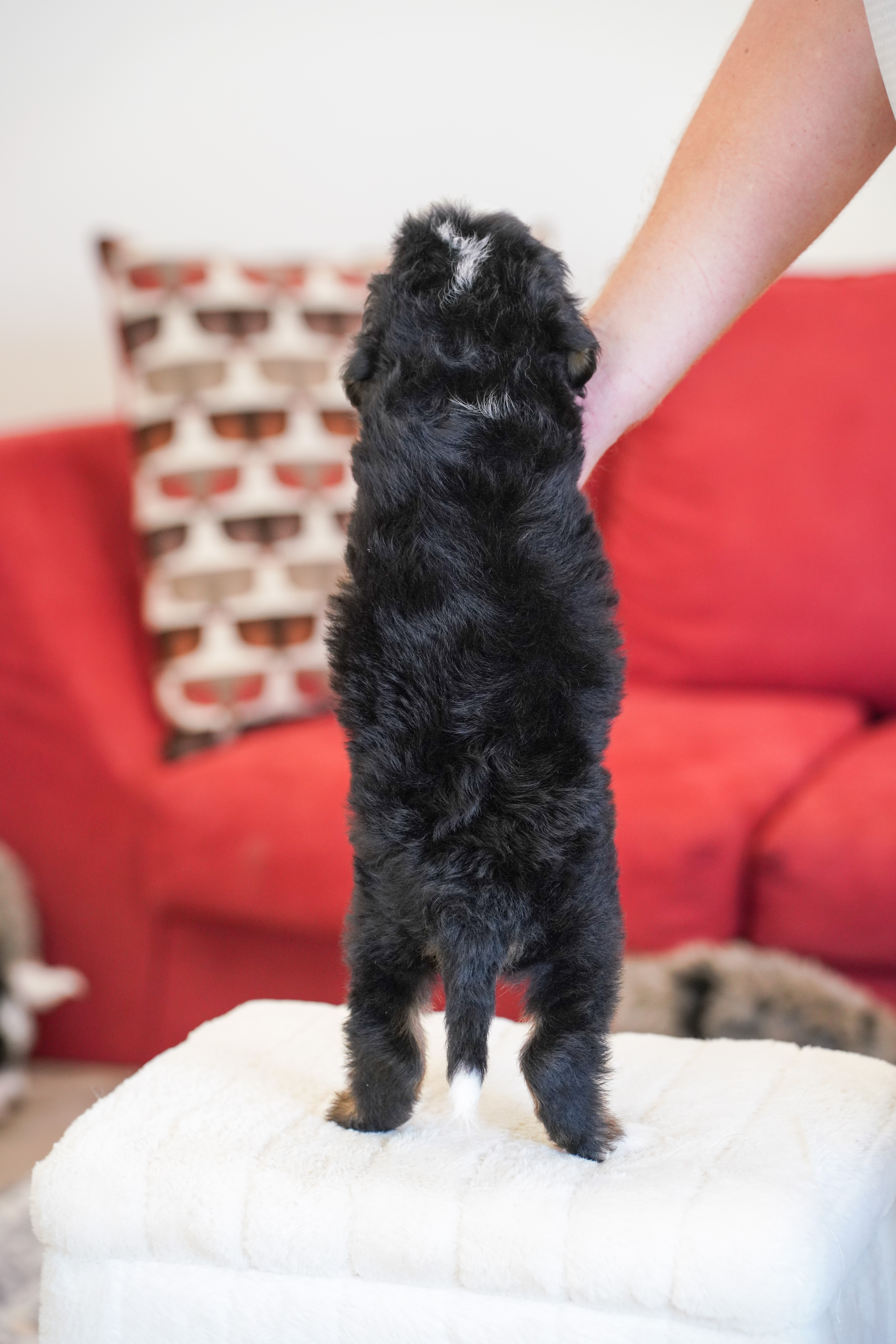 Harris, Tri Colored, boy, Mini Bernedoodle, puppy at Down Home Doodle