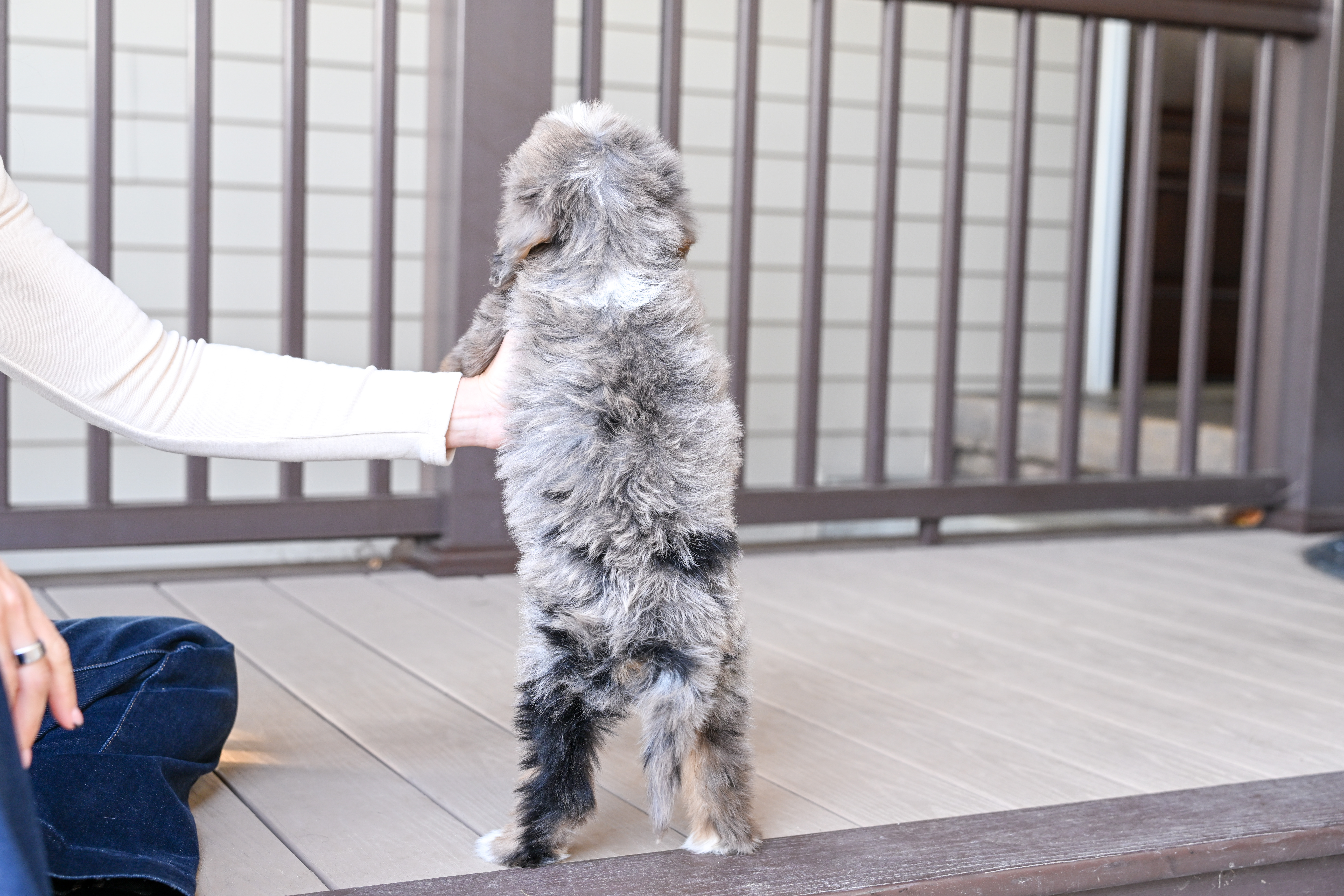 Kamala, Merle Tri Colored, girl, Mini Bernedoodle, puppy at Down Home Doodle