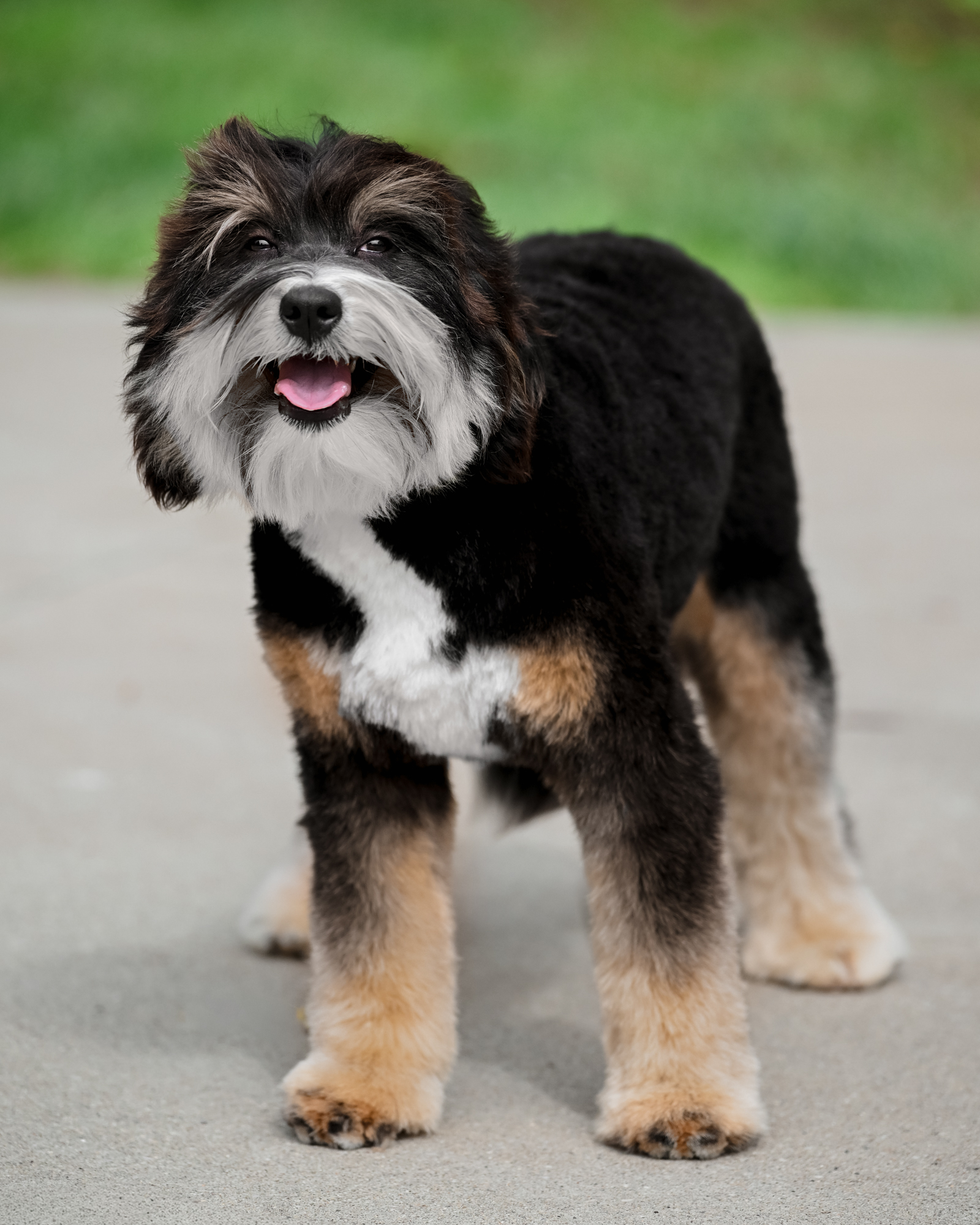 Bella 2, photo 12