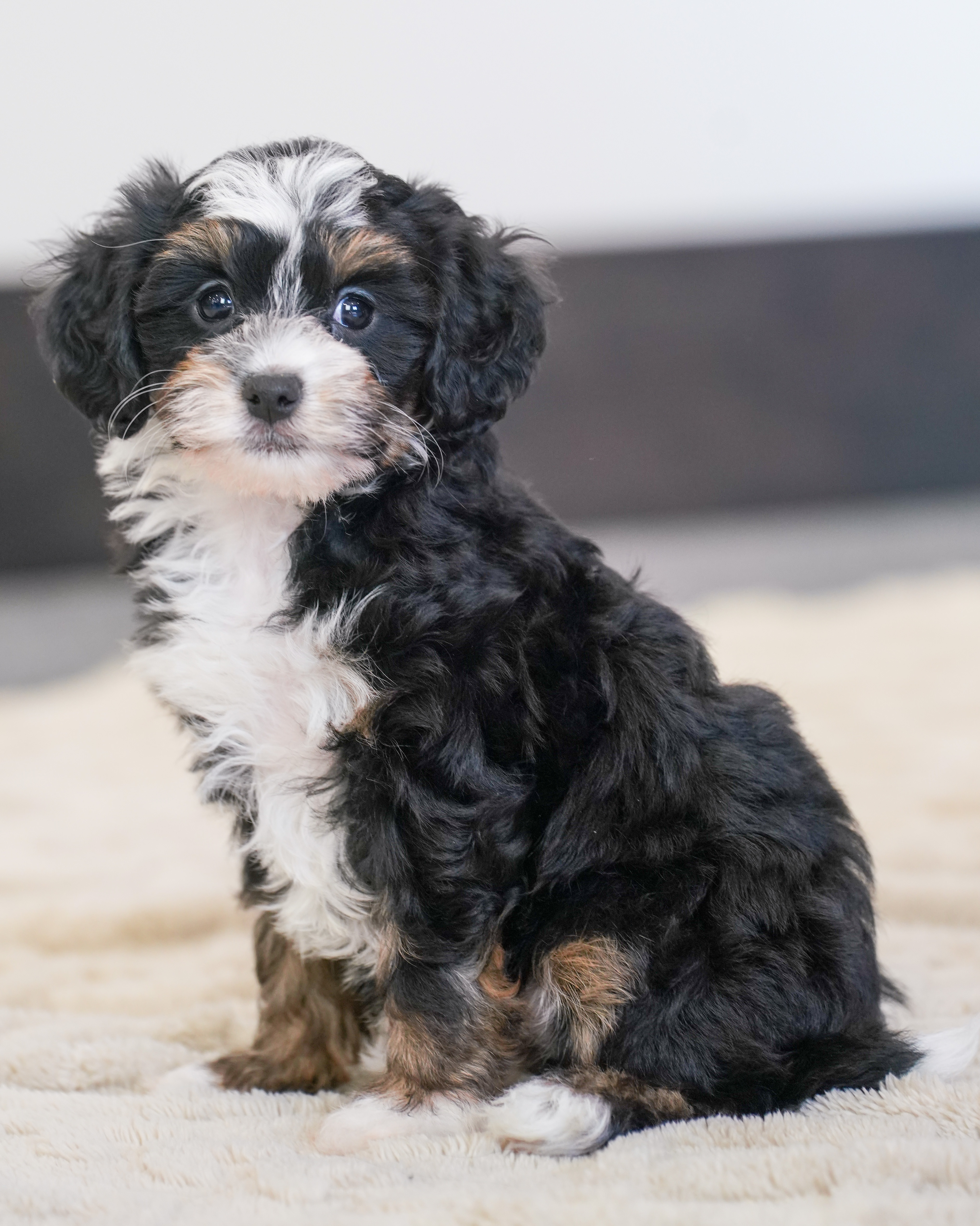 Coco, Tri Colored, girl, Micro Bernedoodle, puppy at Down Home Doodle