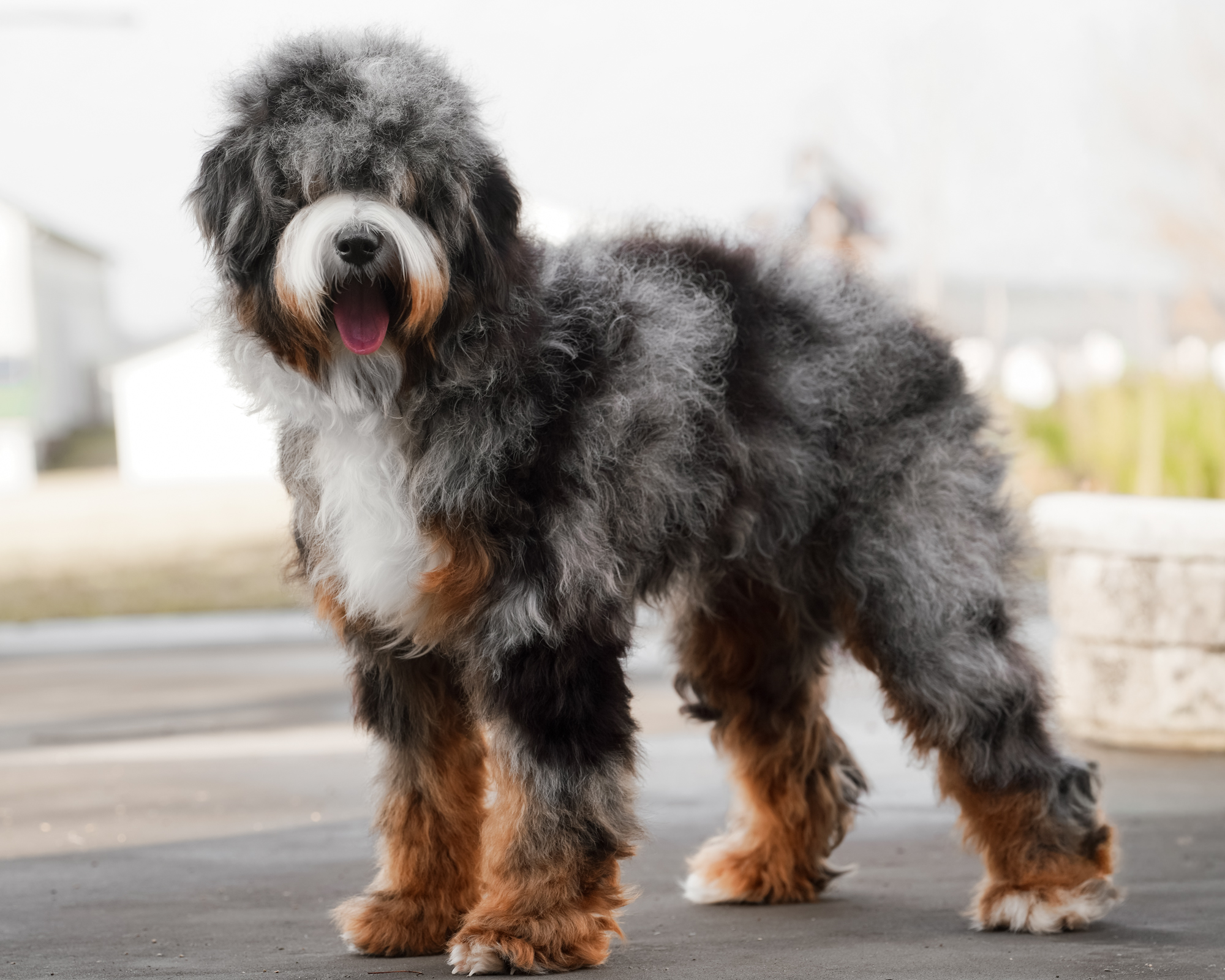 Comet, photo 3