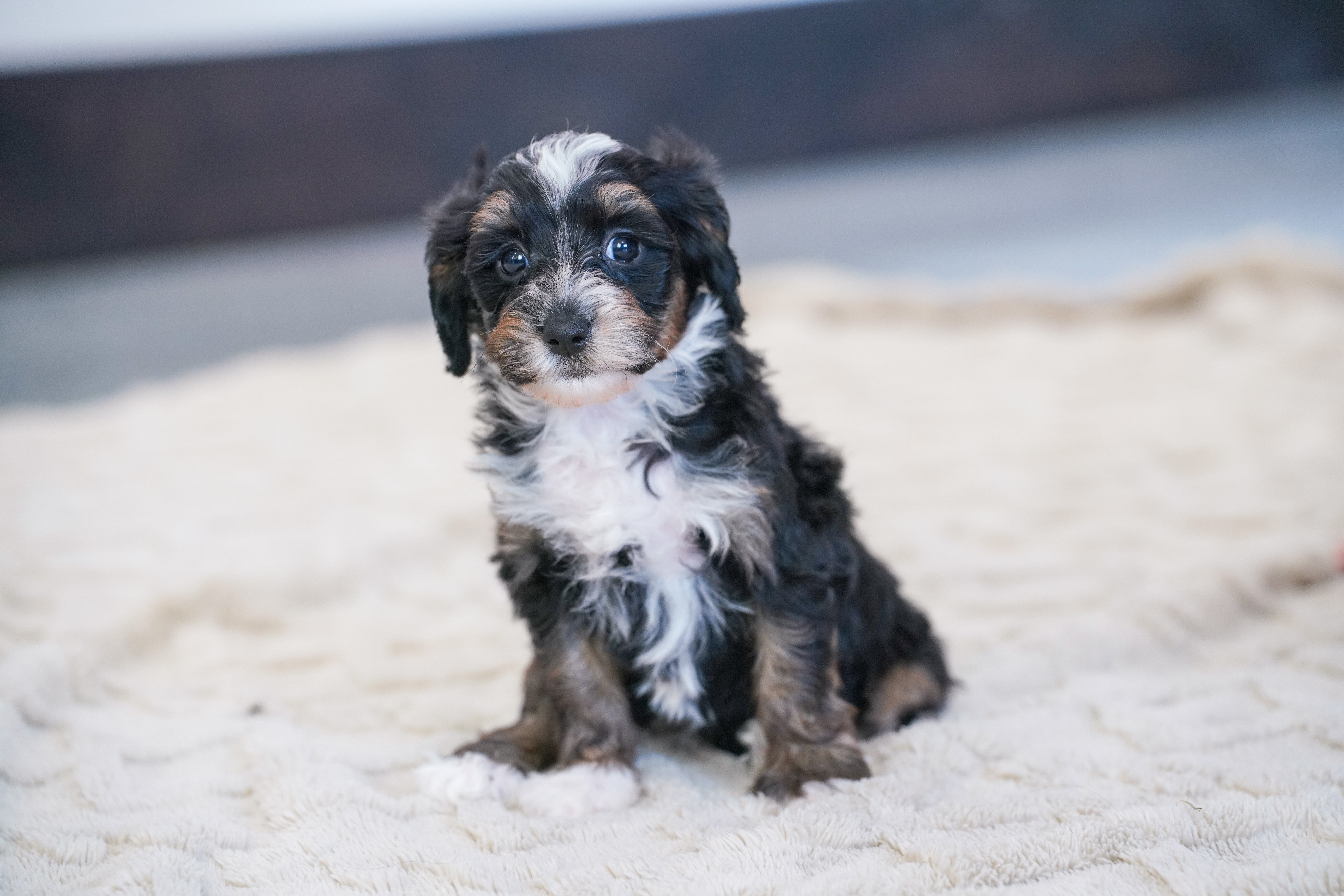 Santel, Tri Colored, girl, Micro Bernedoodle, puppy at Down Home Doodle