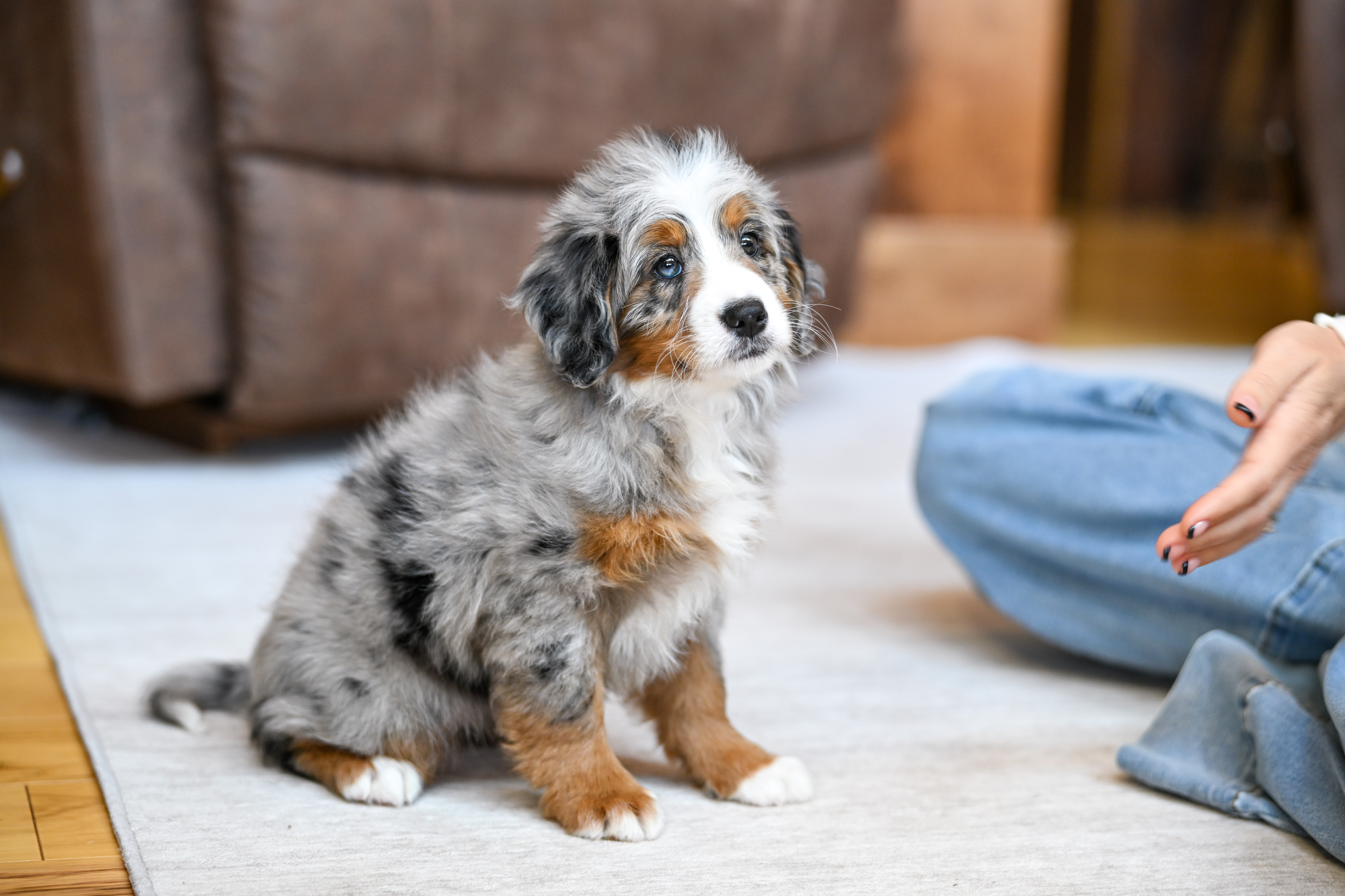 Rapunzel, Merle Tri Colored, girl, Mini Bernedoodle, puppy at Down Home Doodle
