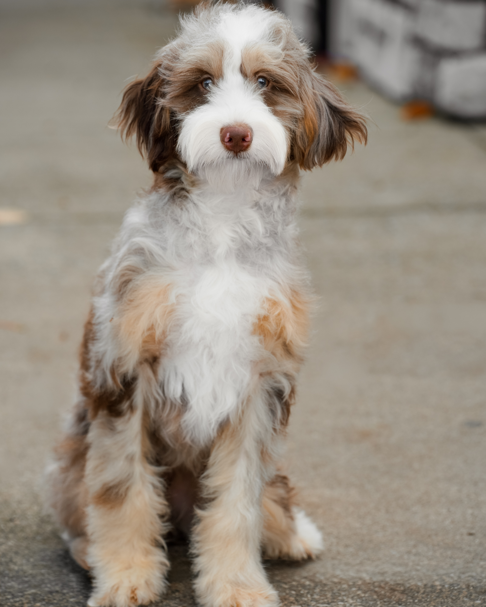 Our beautiful 23-pound Chocolate Merle Micro Bernedoodle mom with a silky-soft, wavy coat and a playful, delightfully quirky