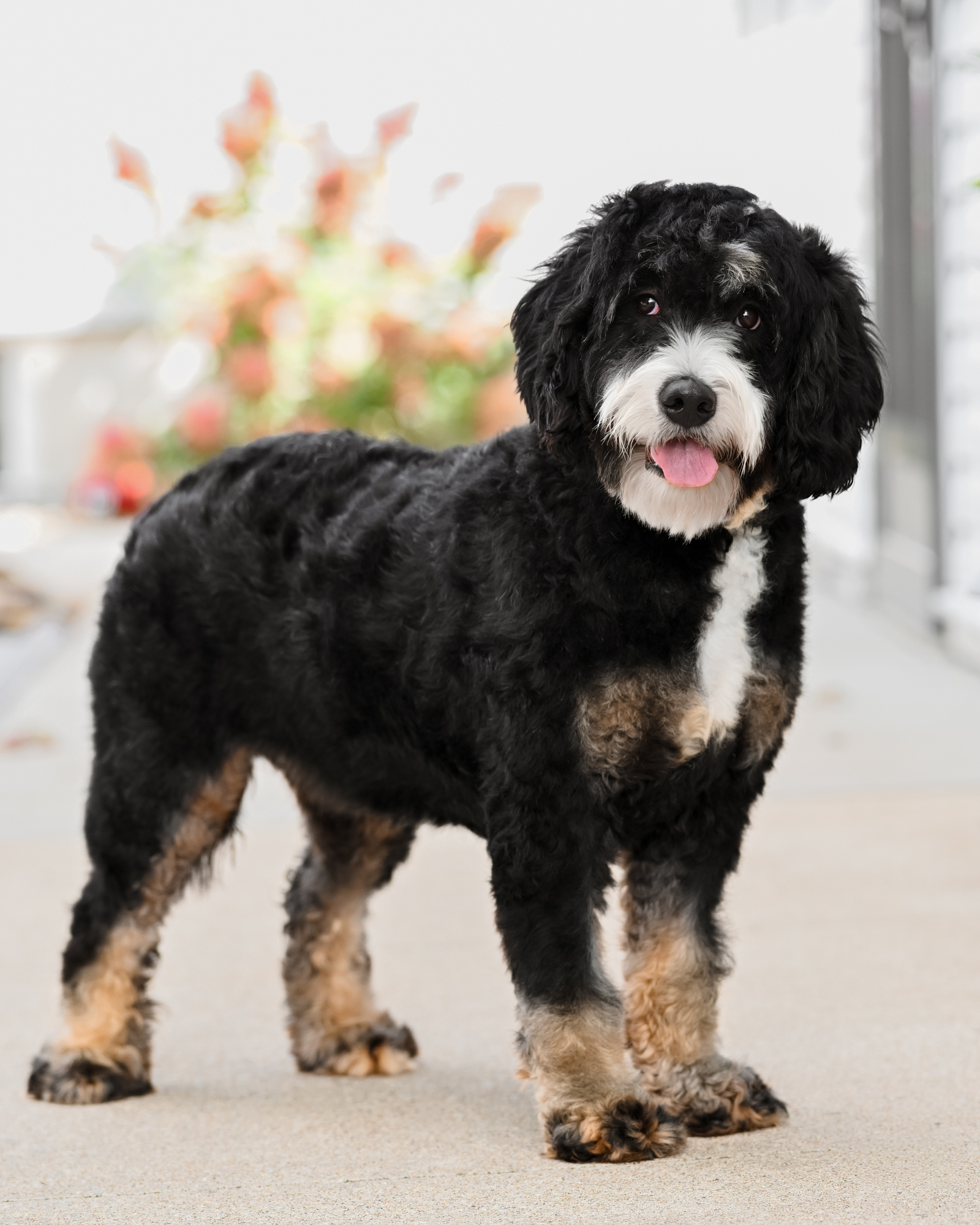 Our 42-pound multigenerational Mini Bernedoodle mom with a sturdy, Bernese-inspired build, black and tan markings, a plush