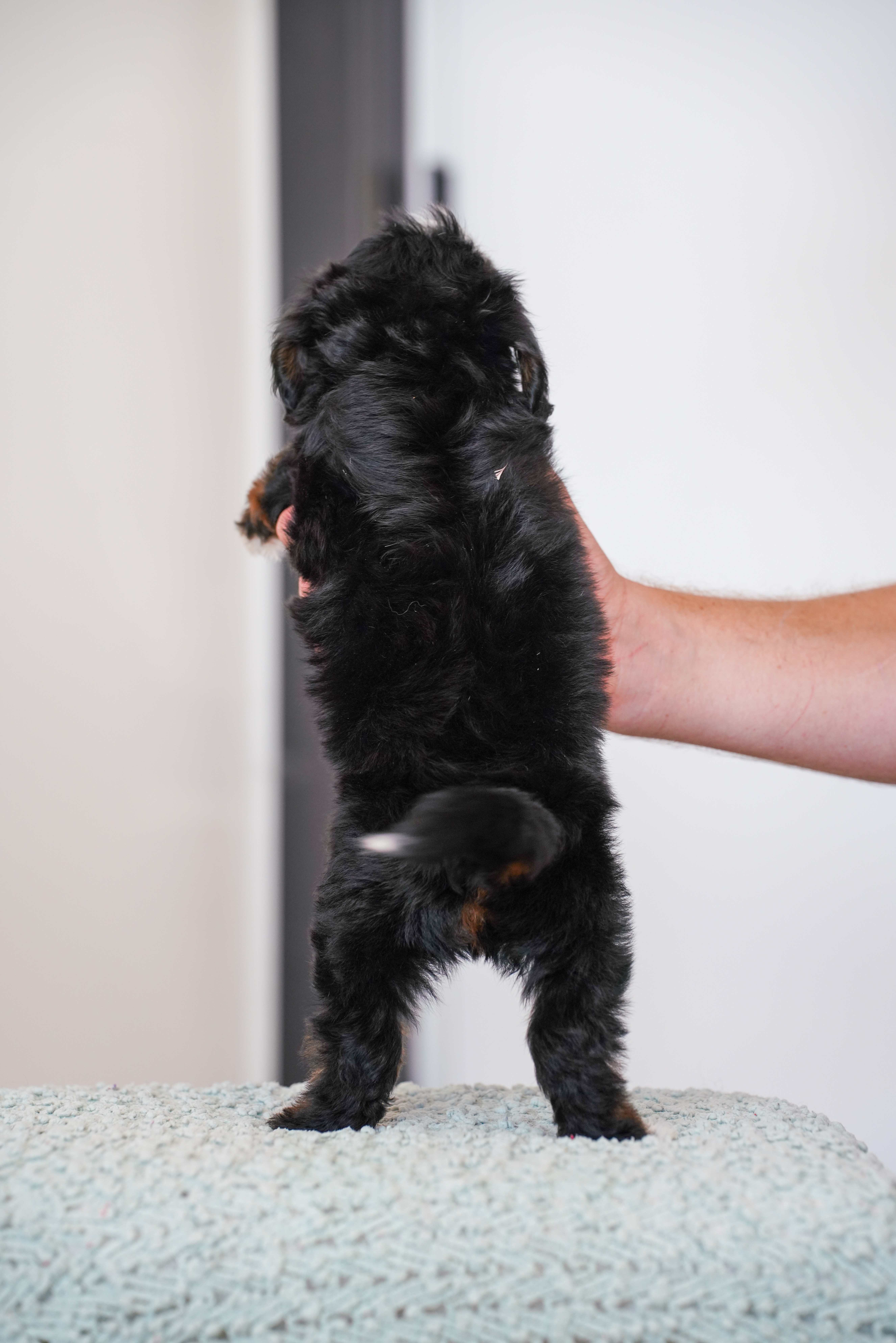 Burbank, Tri Colored, boy, Mini Bernedoodle, puppy at Down Home Doodle