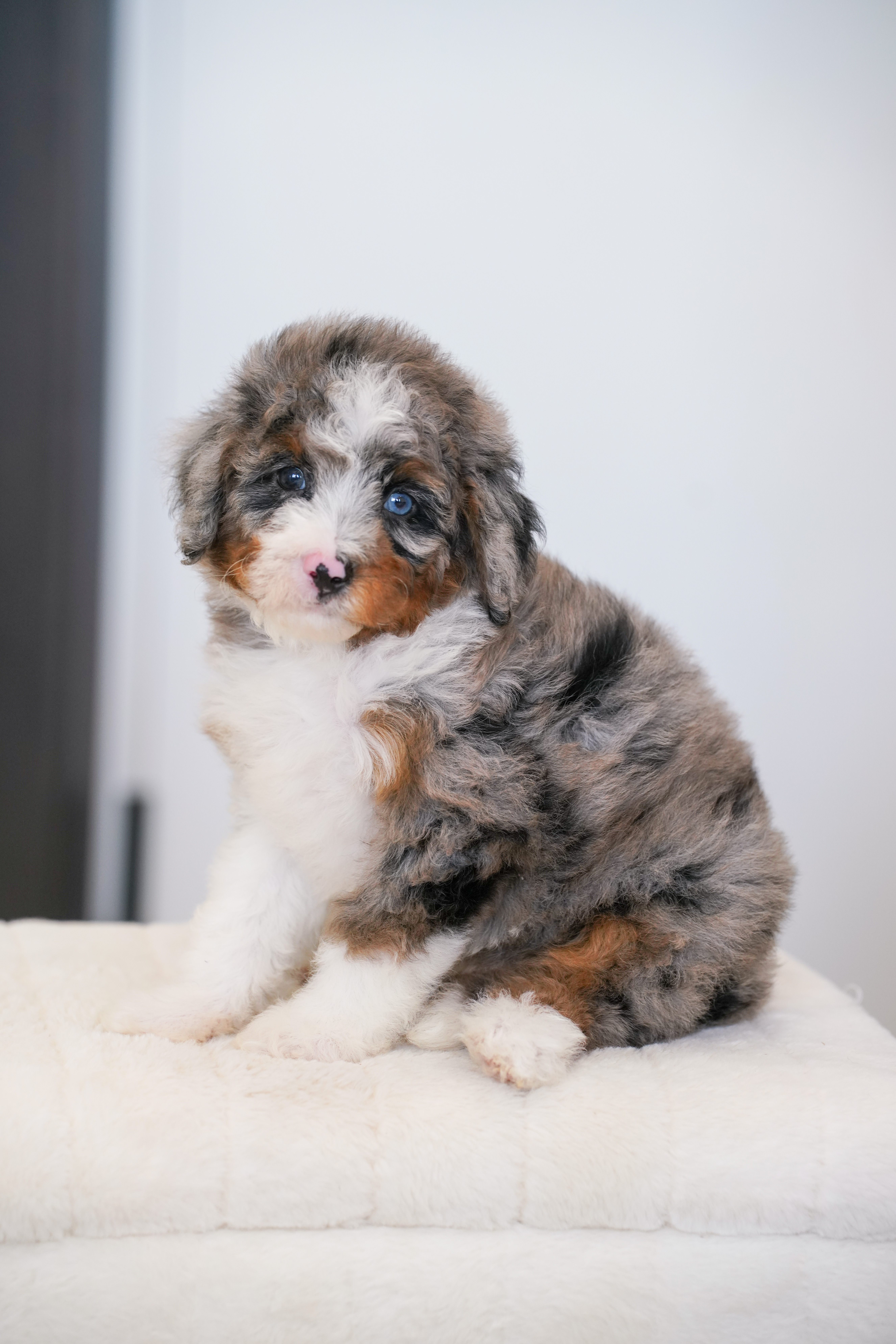 Ena, Merle Tri Colored, girl, Mini Bernedoodle, puppy at Down Home Doodle