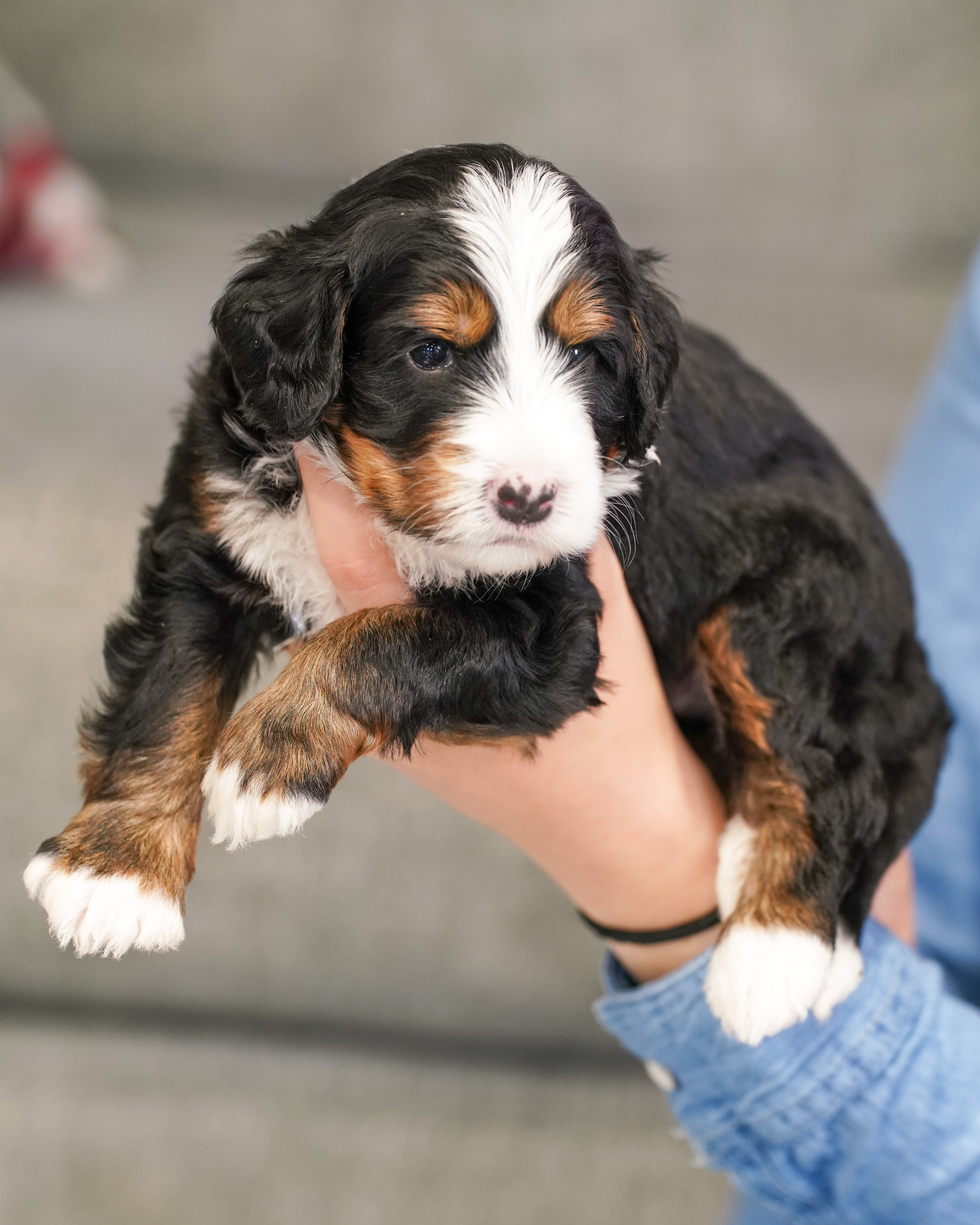 Cobbler, Tri Colored, boy, Mini Bernedoodle, puppy at Down Home Doodle
