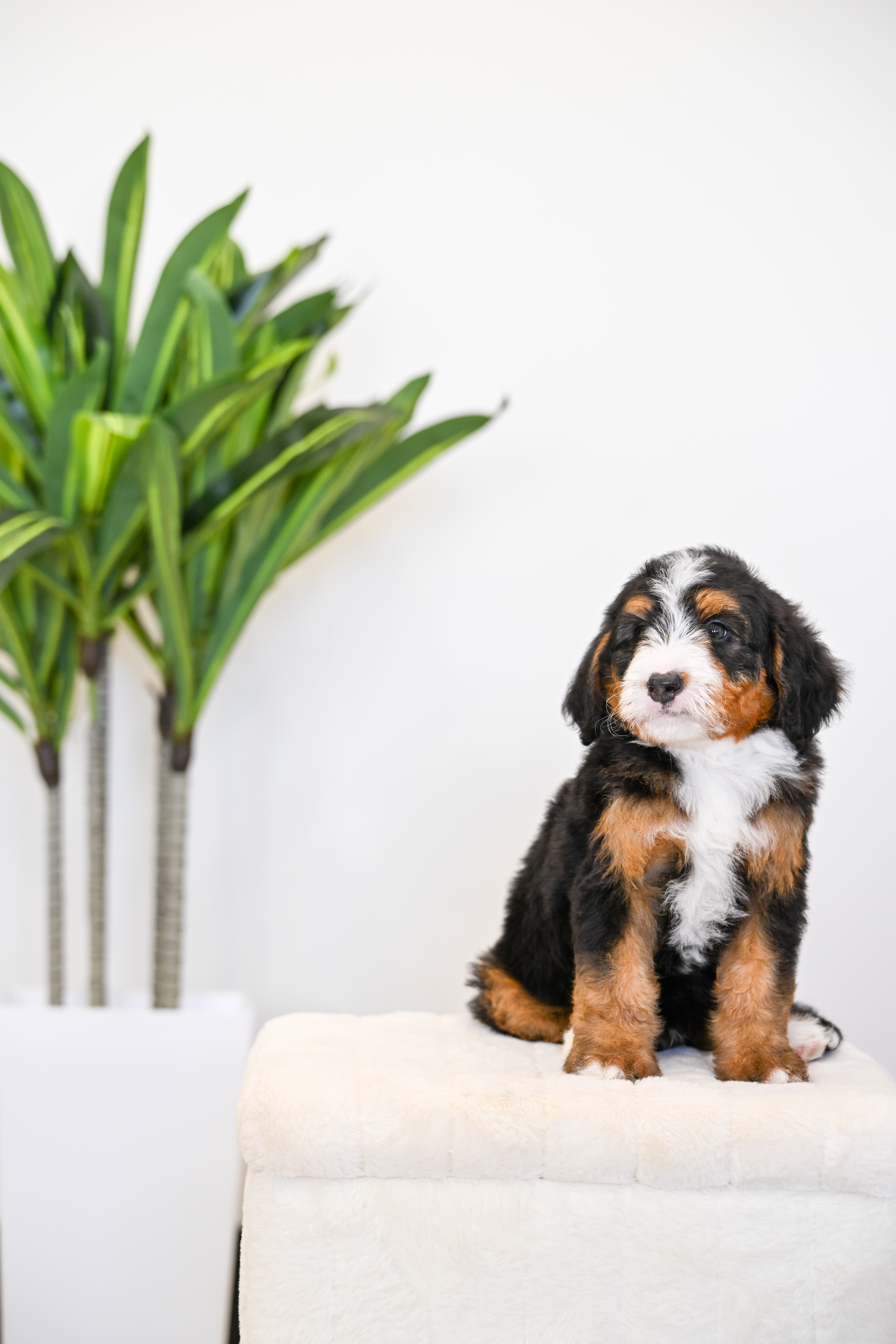 Cheeto, Tri Colored, boy, Mini Bernedoodle, puppy at Down Home Doodle