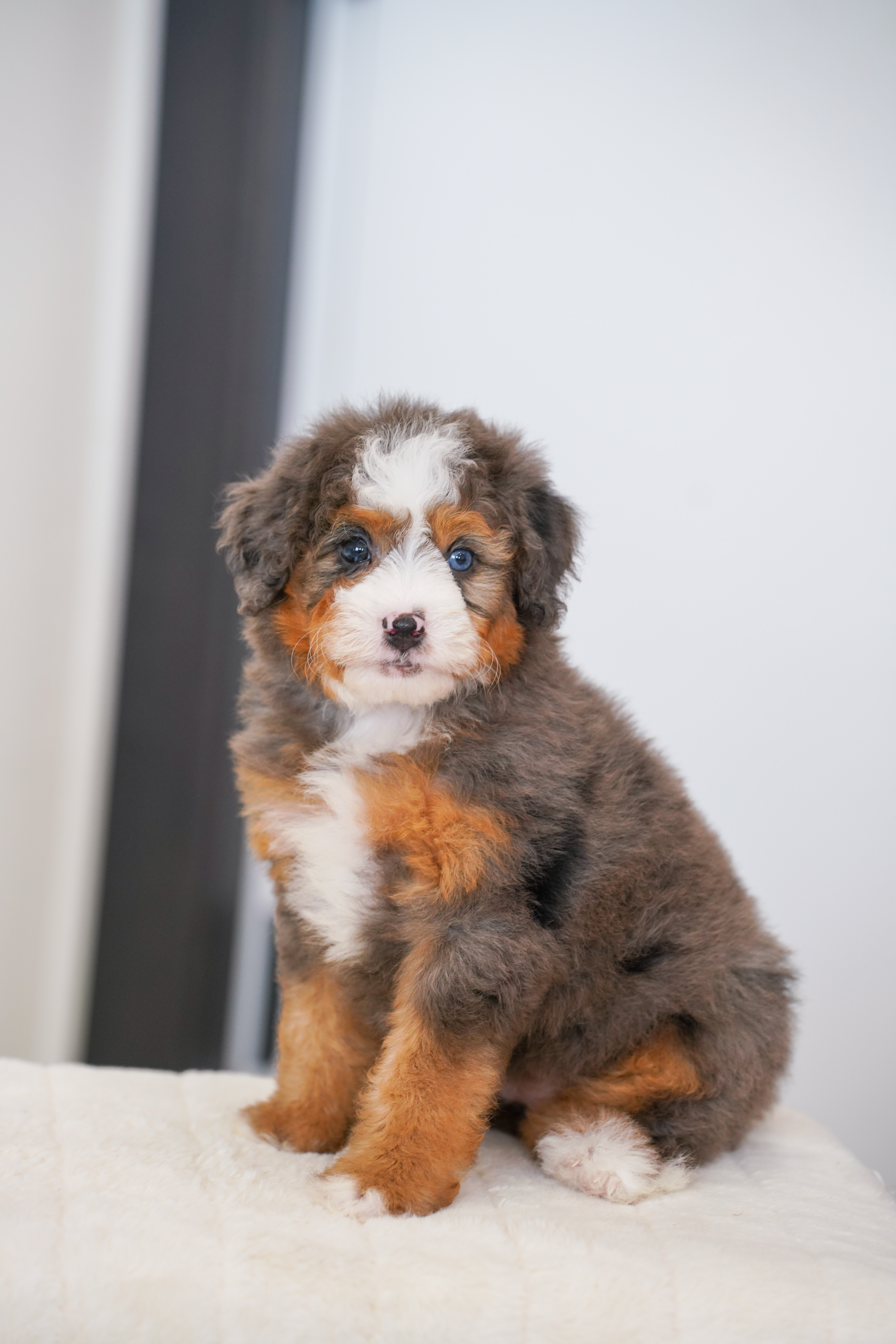 Bambi, Merle Tri Colored, girl, Mini Bernedoodle, puppy at Down Home Doodle