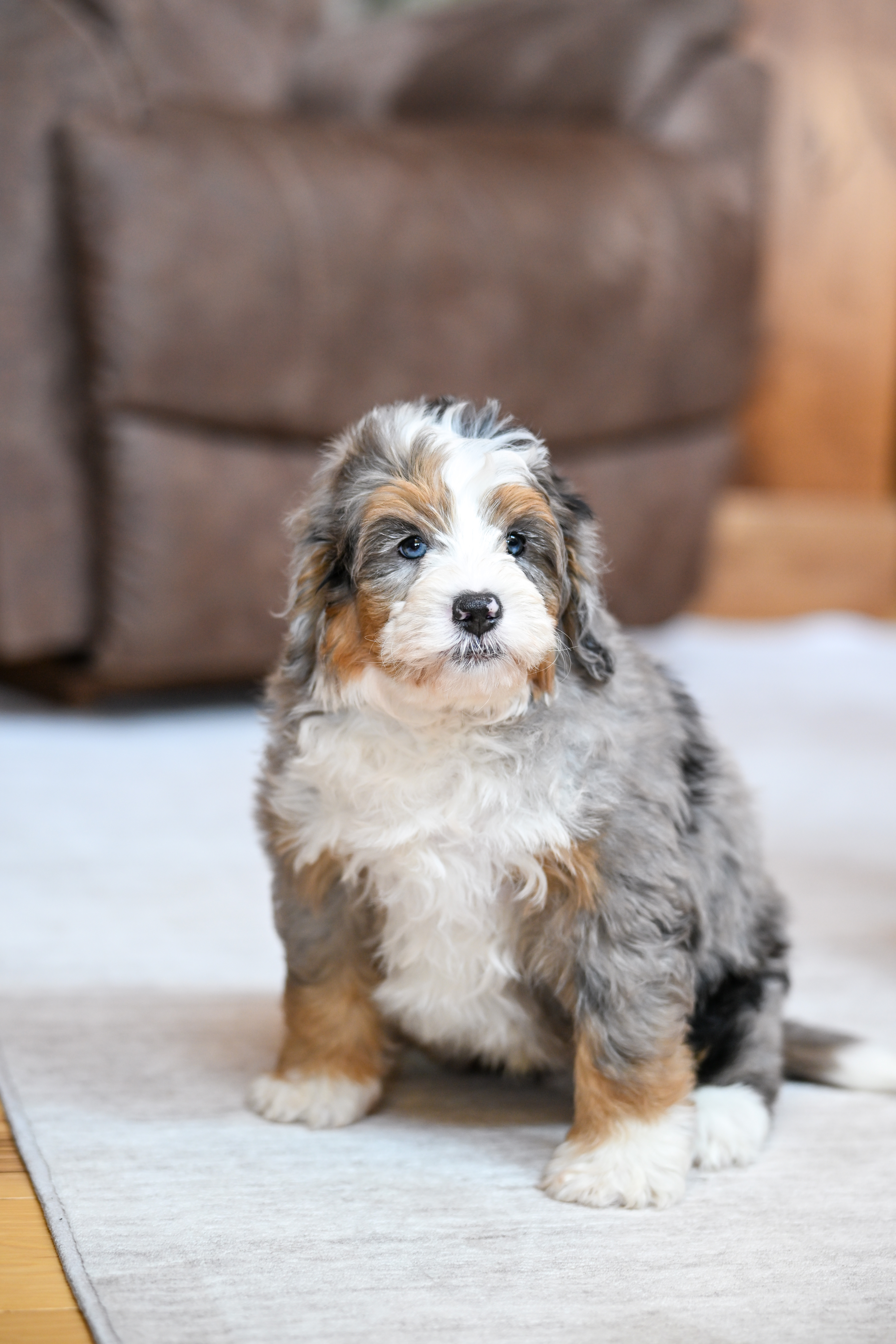 Eric, Merle Tri Colored, boy, Mini Bernedoodle, puppy at Down Home Doodle