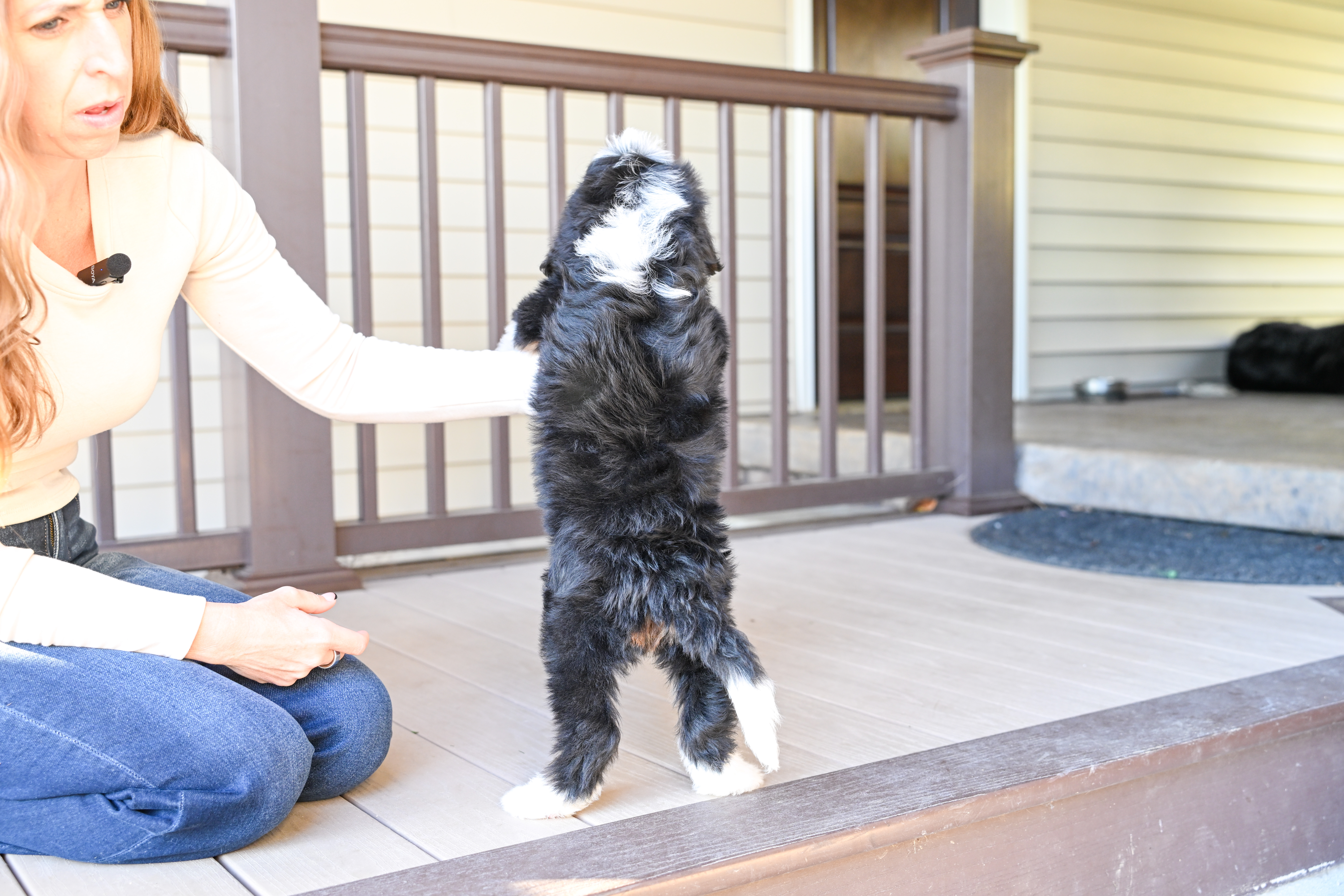 Hillary, Tri Colored, girl, Mini Bernedoodle, puppy at Down Home Doodle