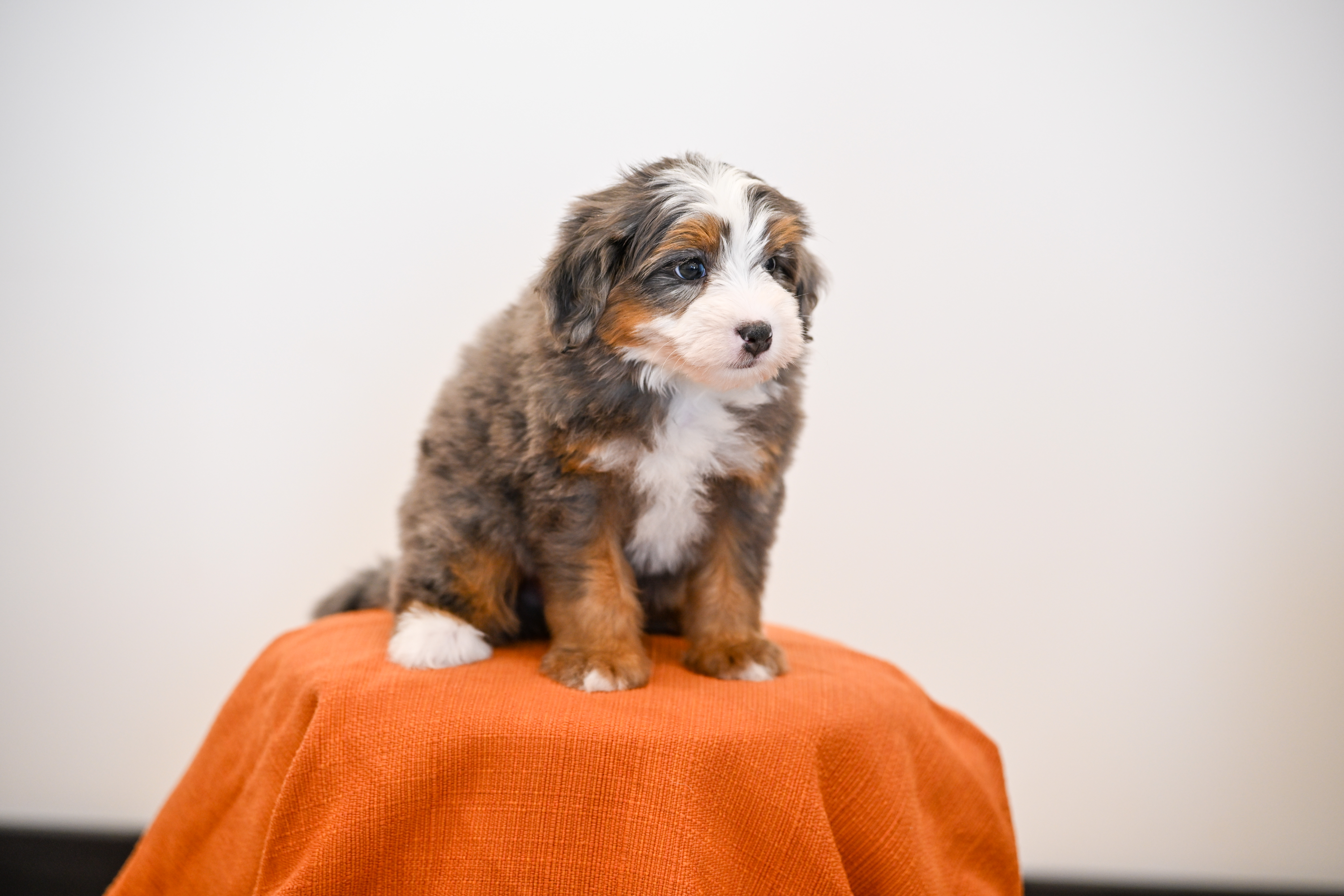 Melrose, Merle Tri Colored, boy, Mini Bernedoodle, puppy at Down Home Doodle